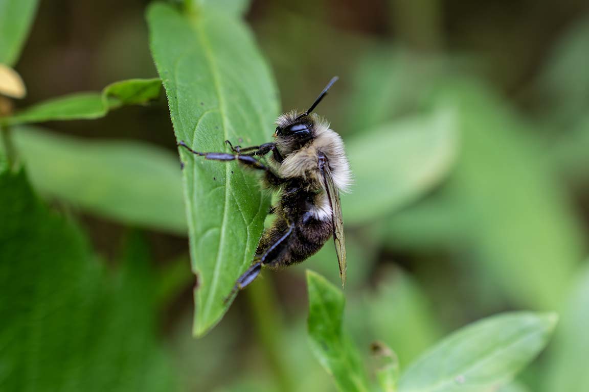 native bee