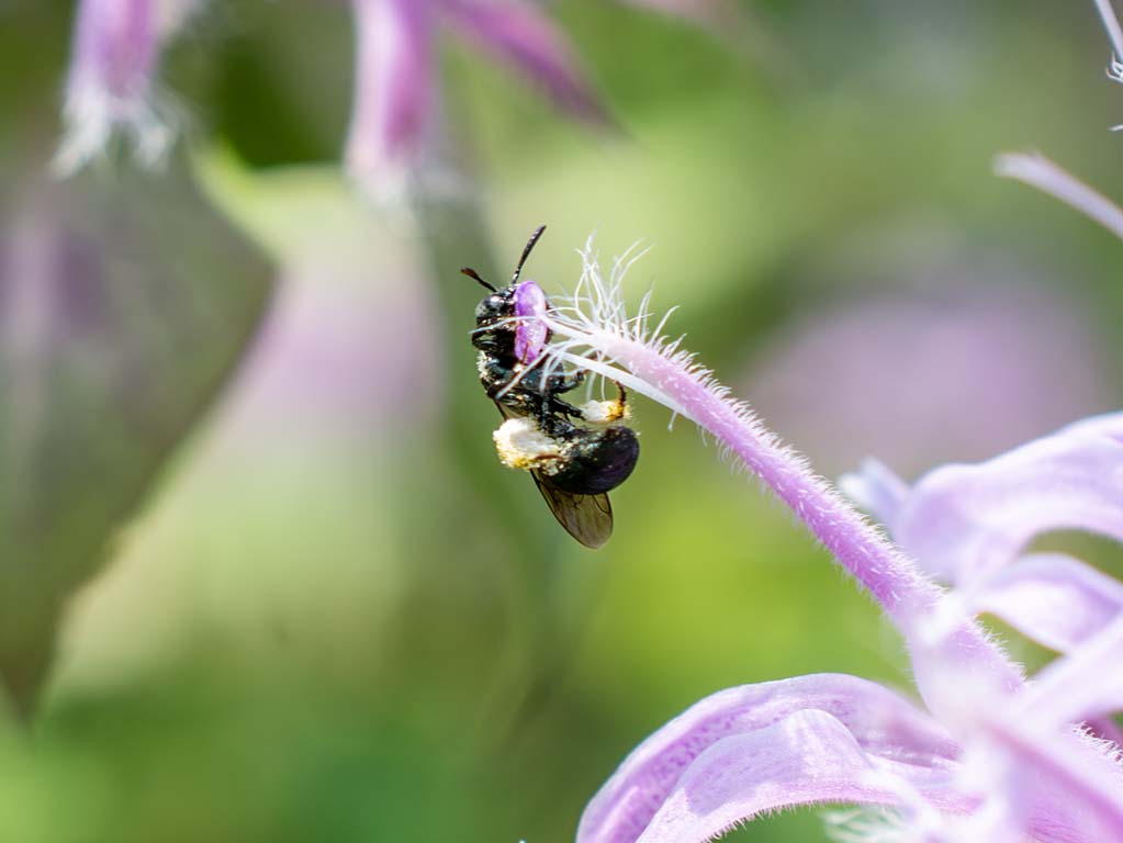 native bee