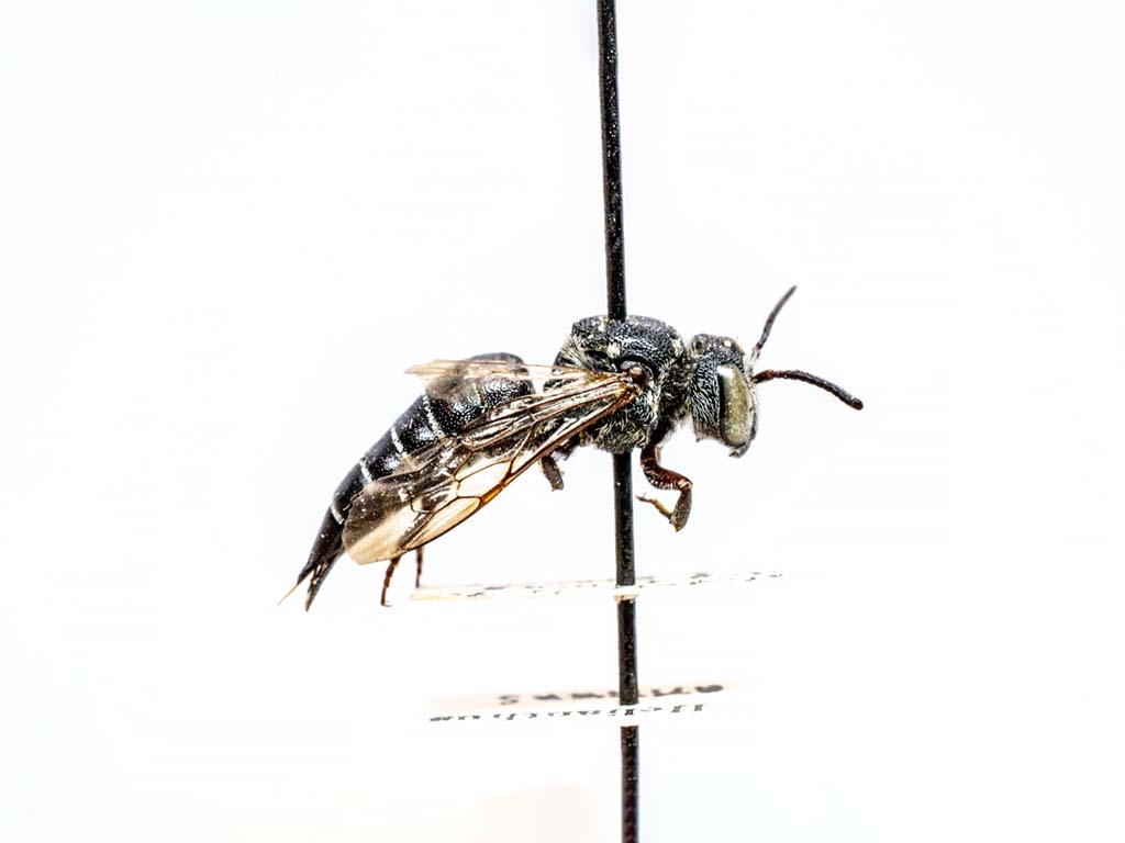 bee specimen