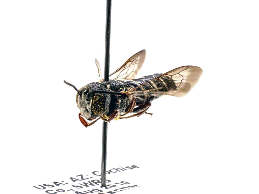 bee specimen