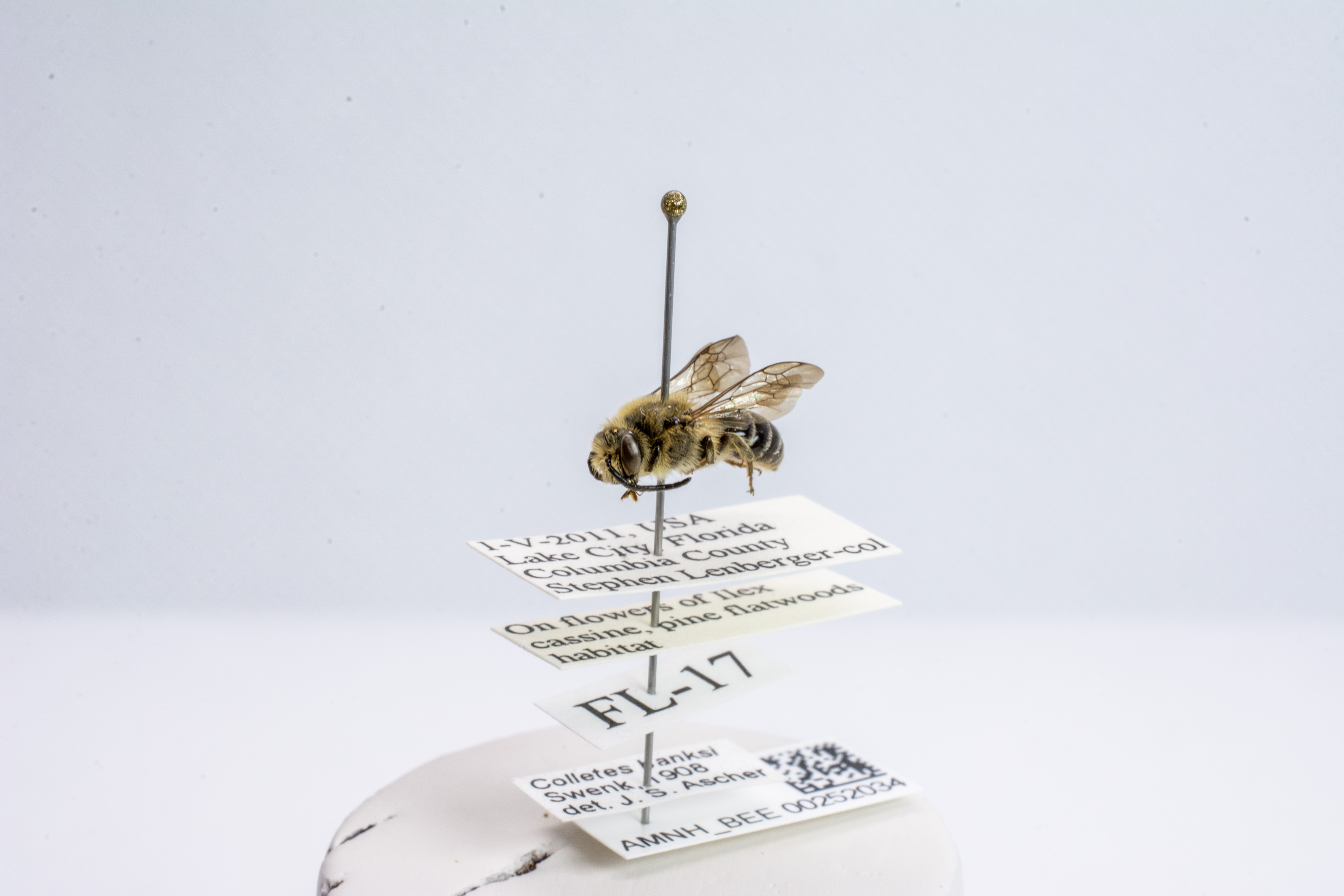 bee specimen