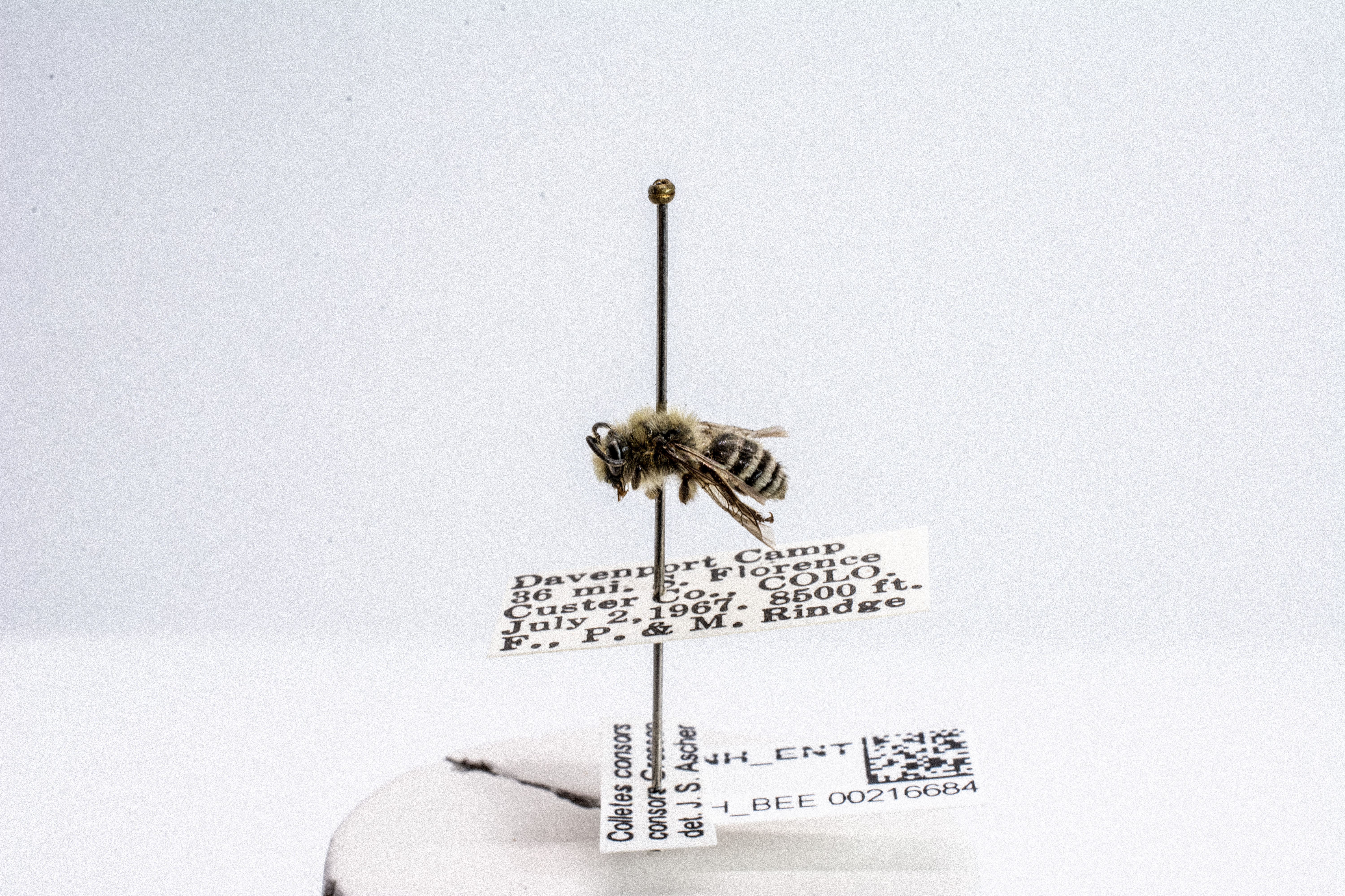 bee specimen