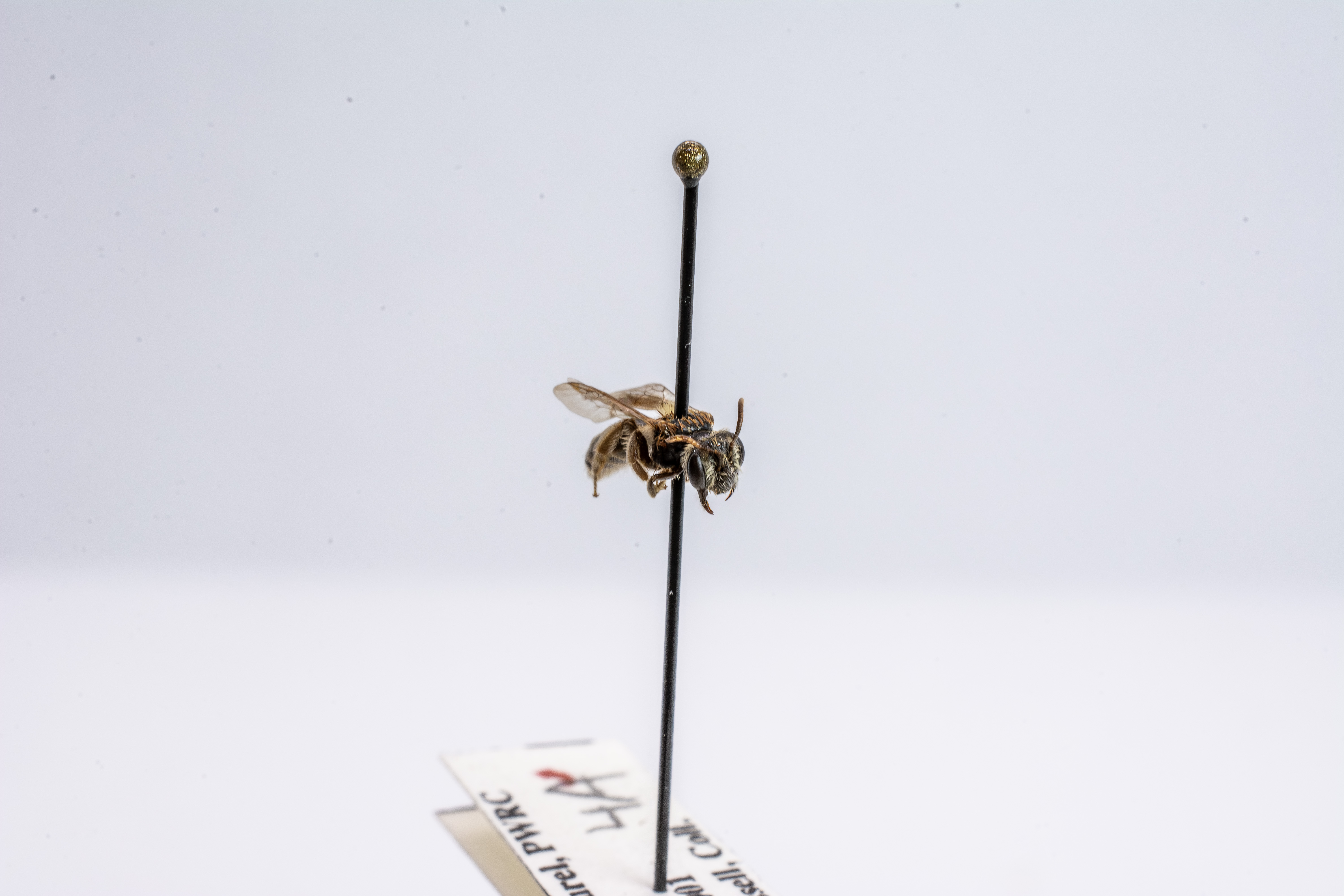 bee specimen
