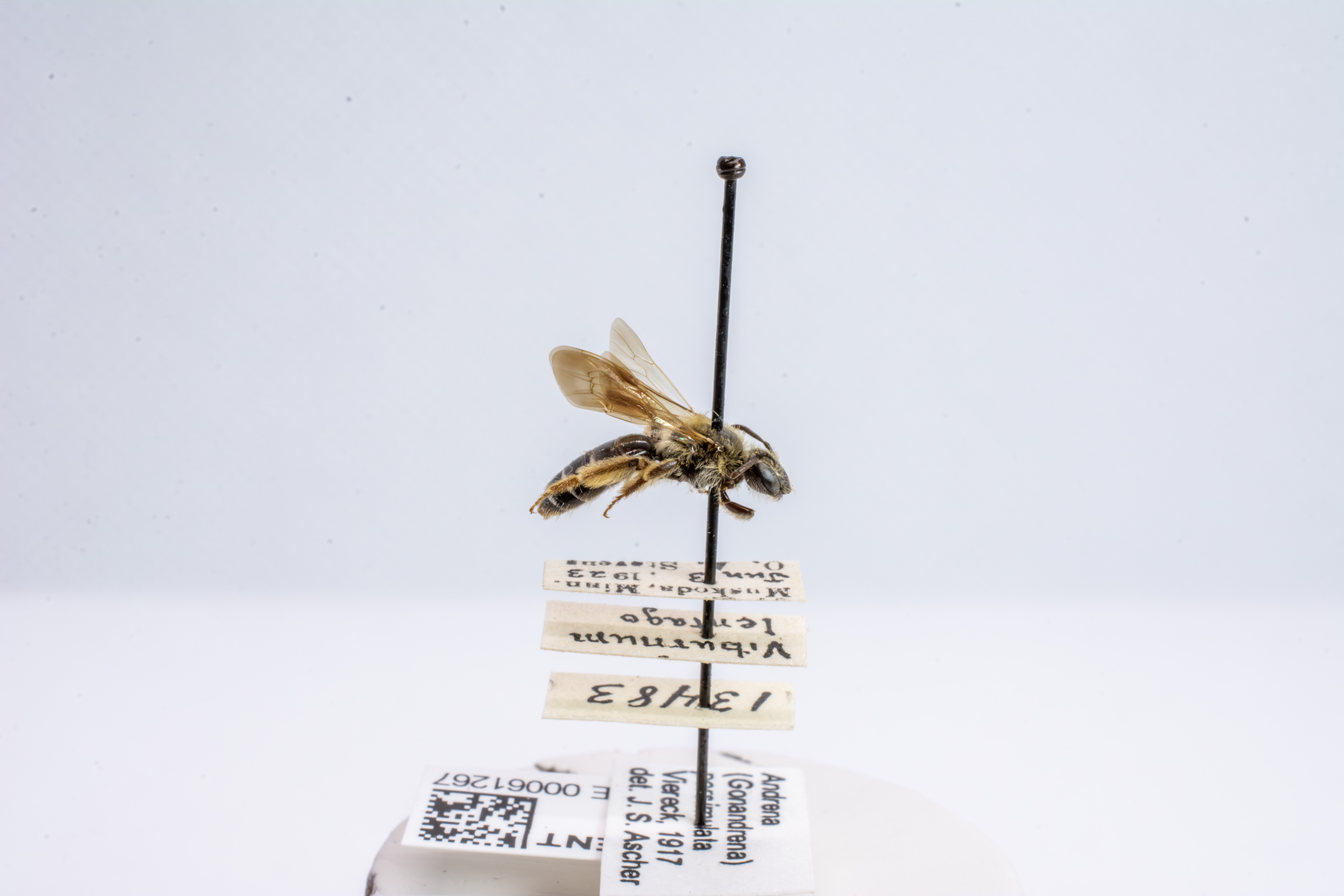 bee specimen