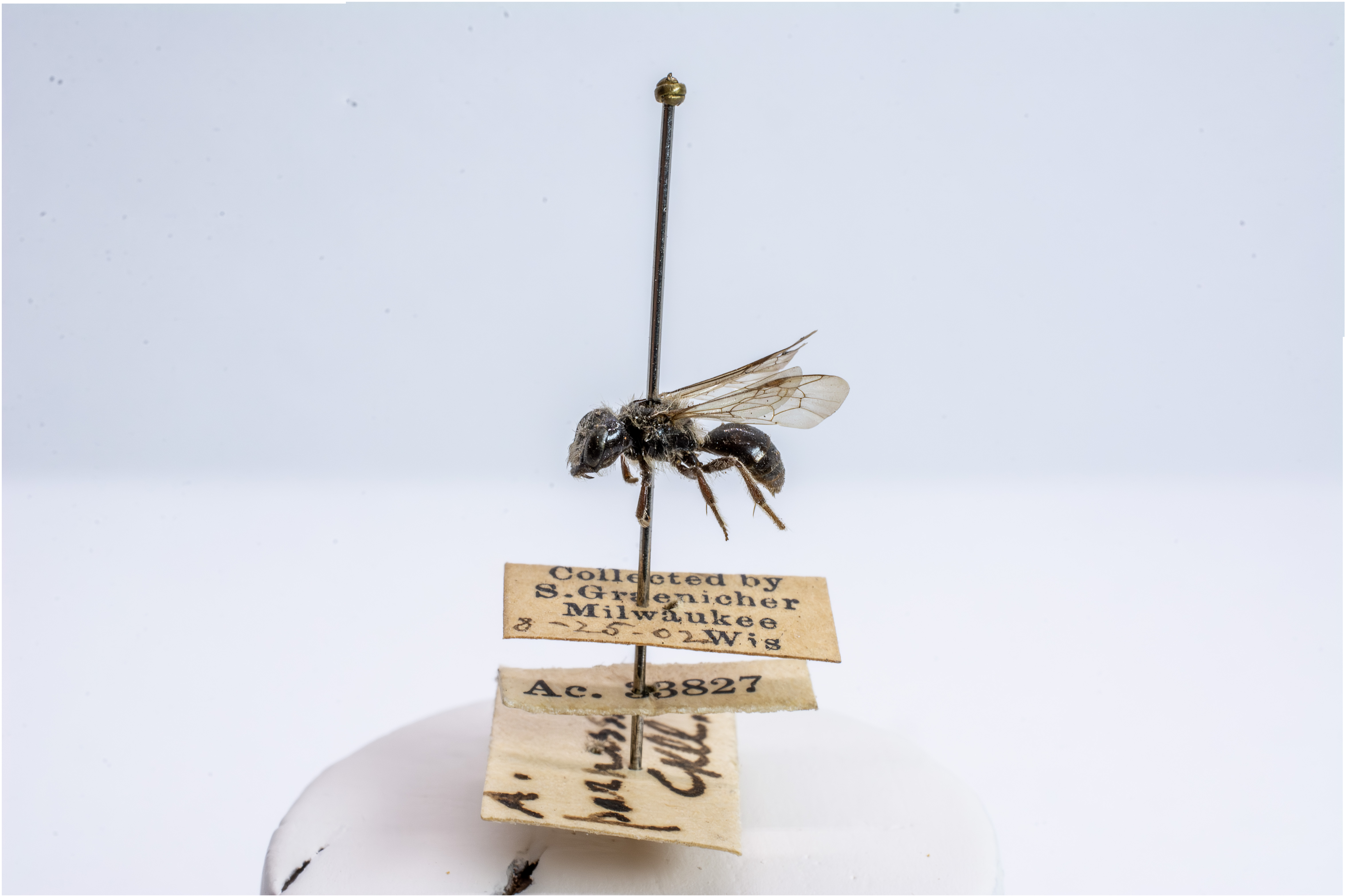 bee specimen