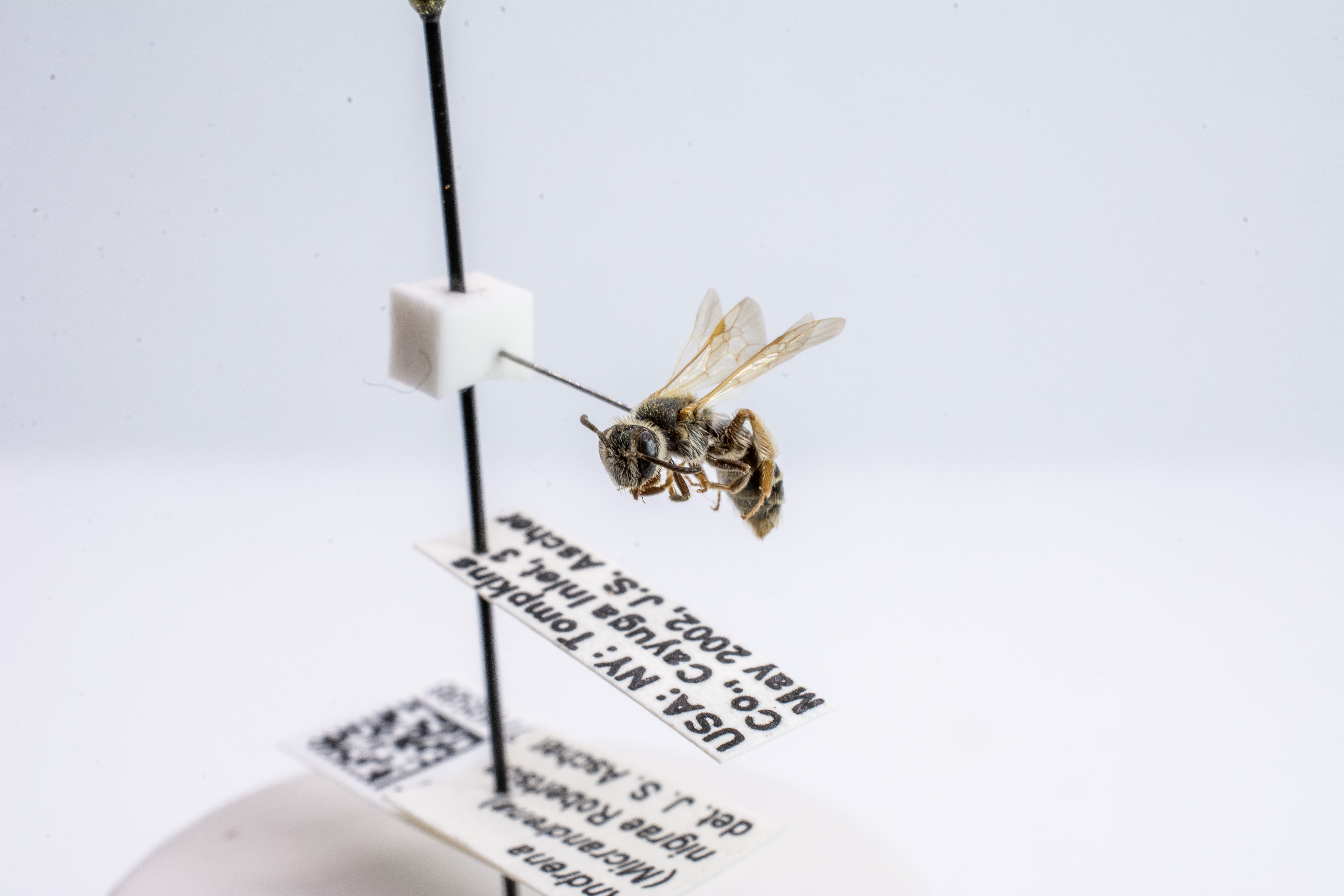 bee specimen