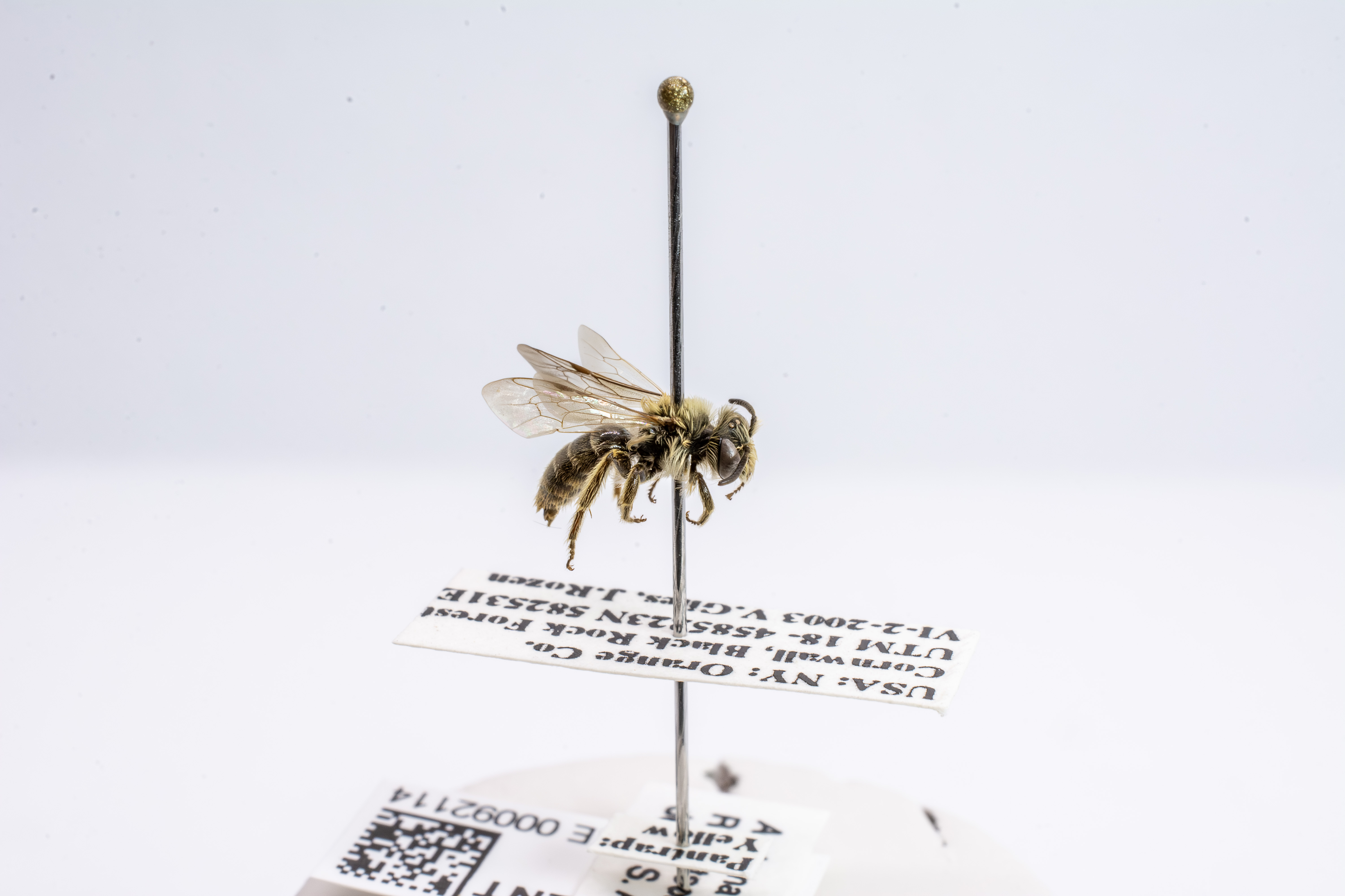 bee specimen