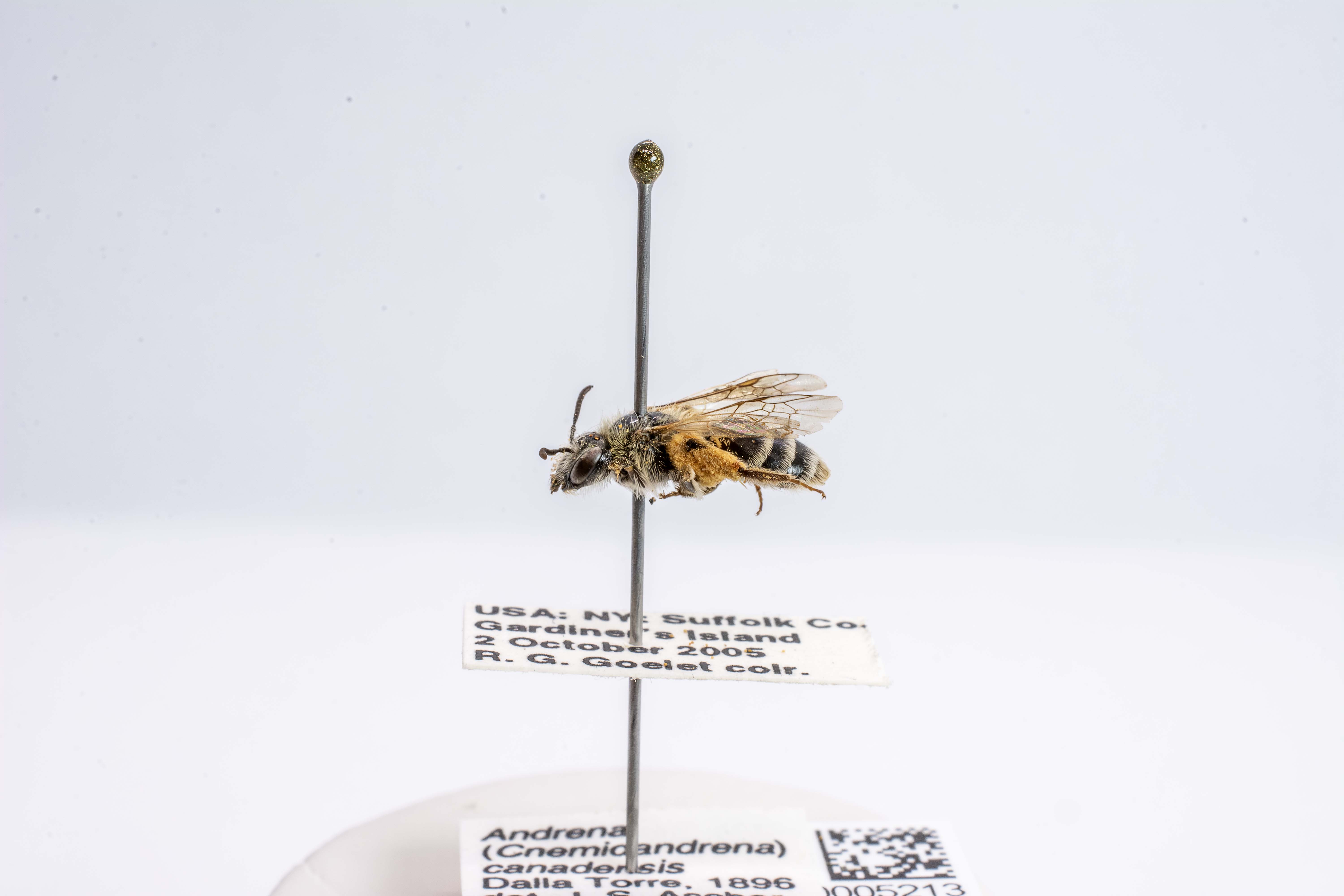 bee specimen