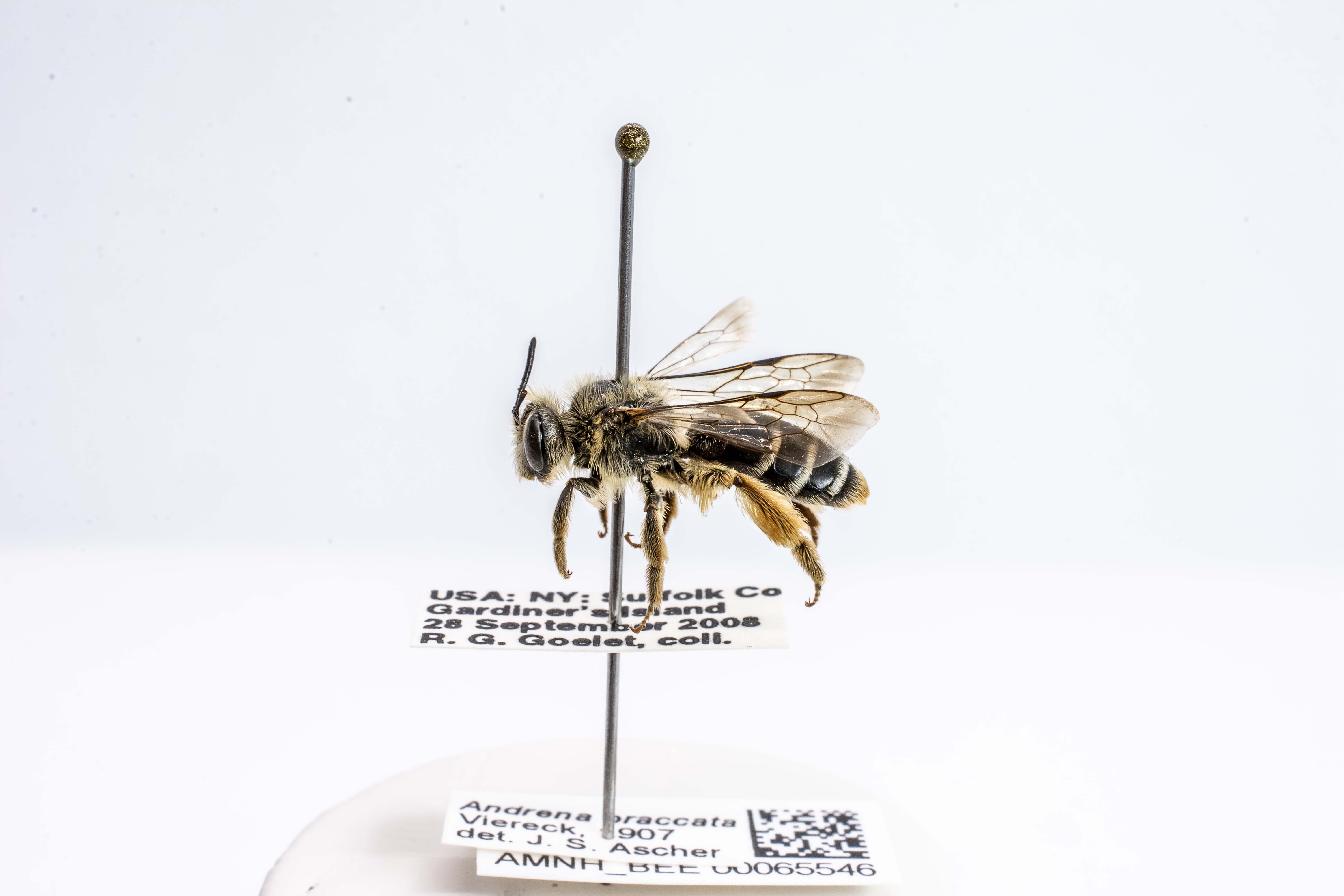 bee specimen
