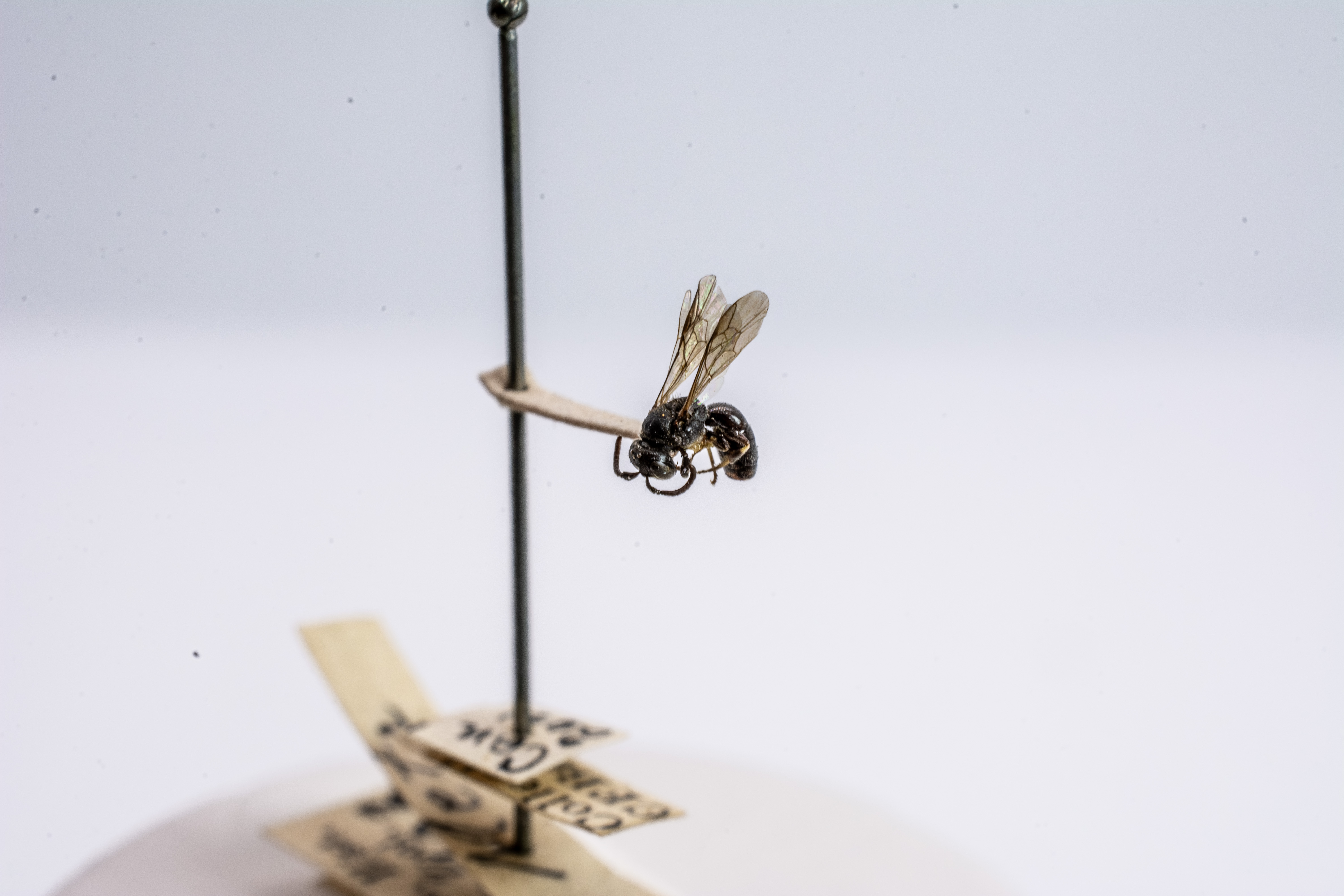 bee specimen