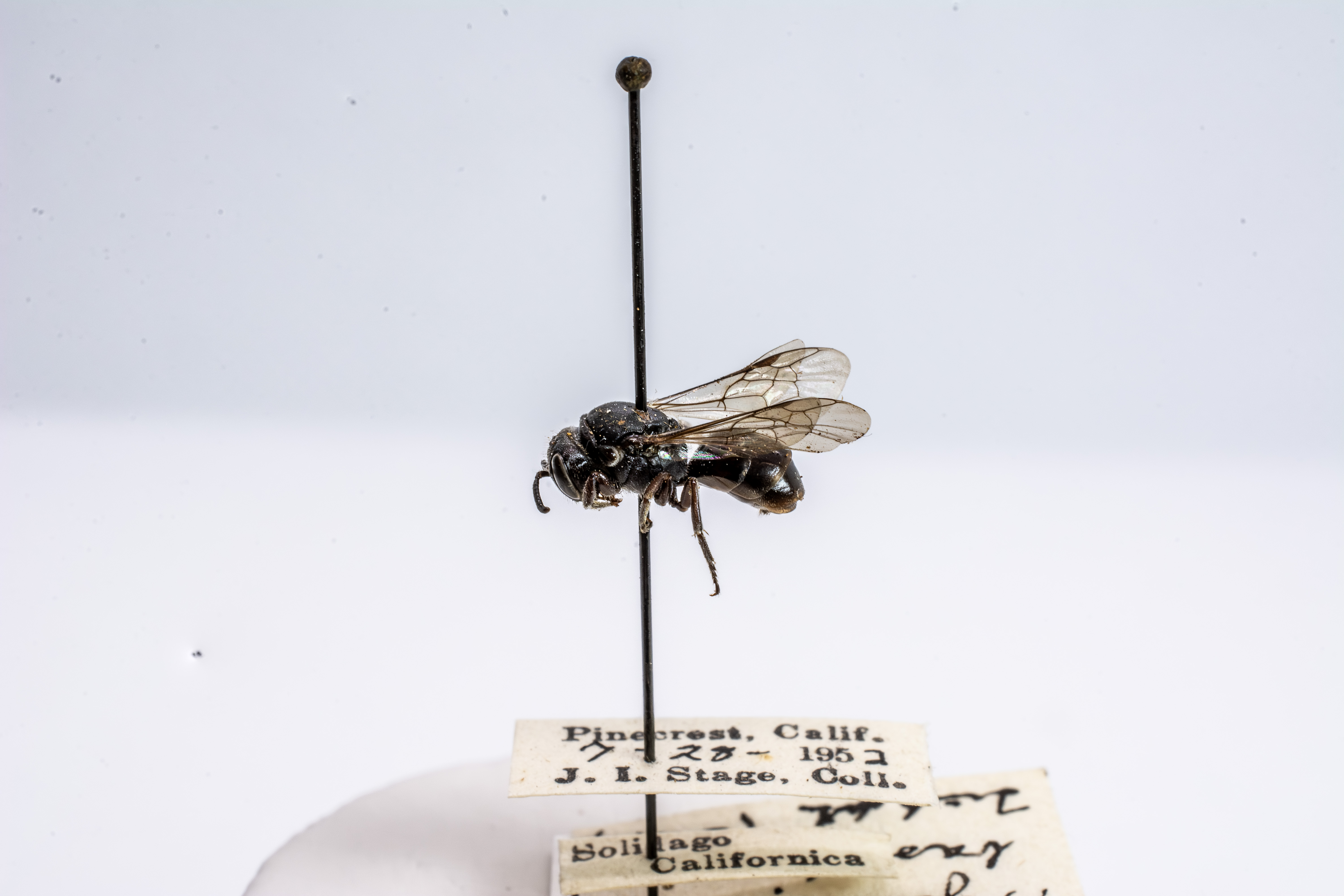 bee specimen
