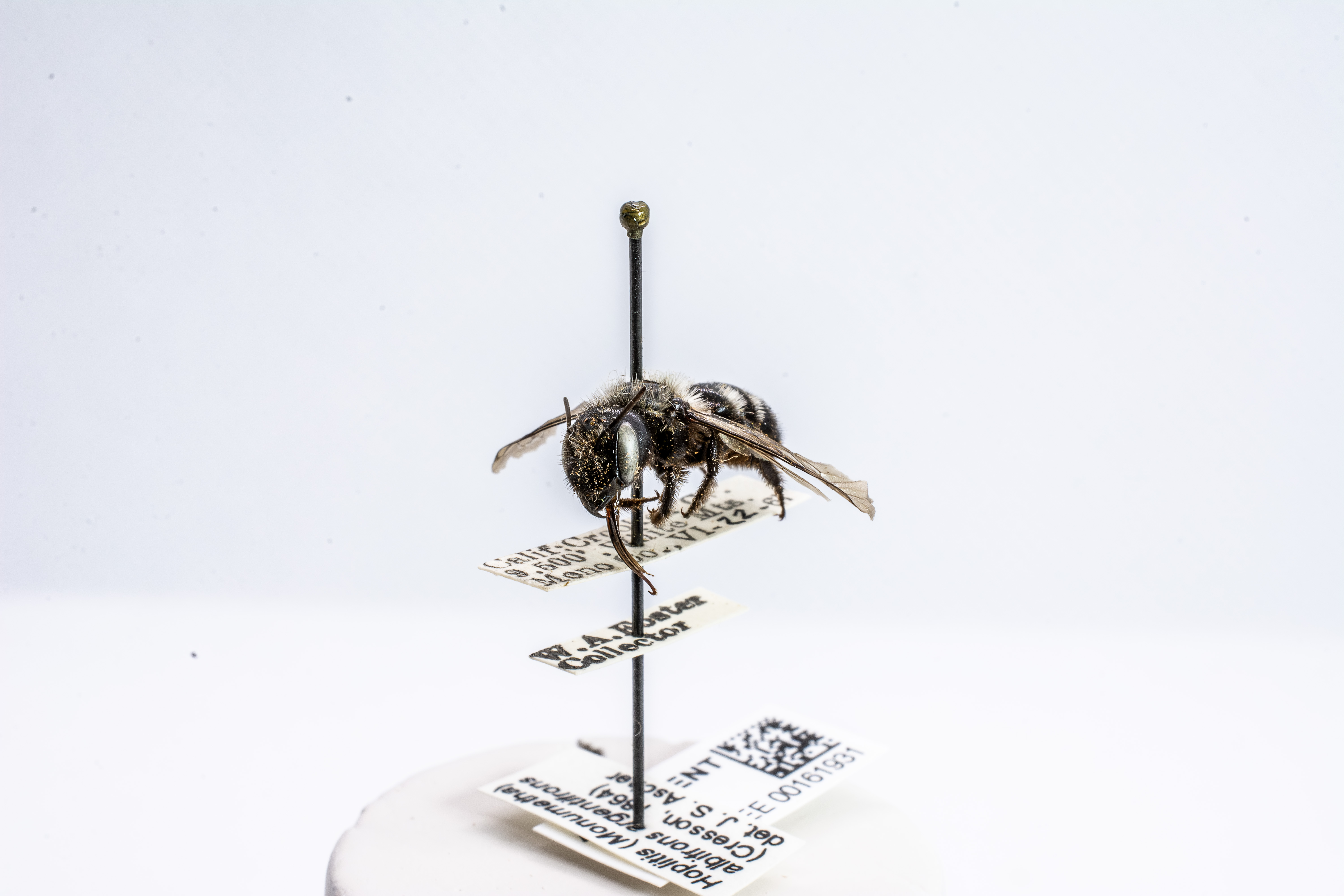 bee specimen