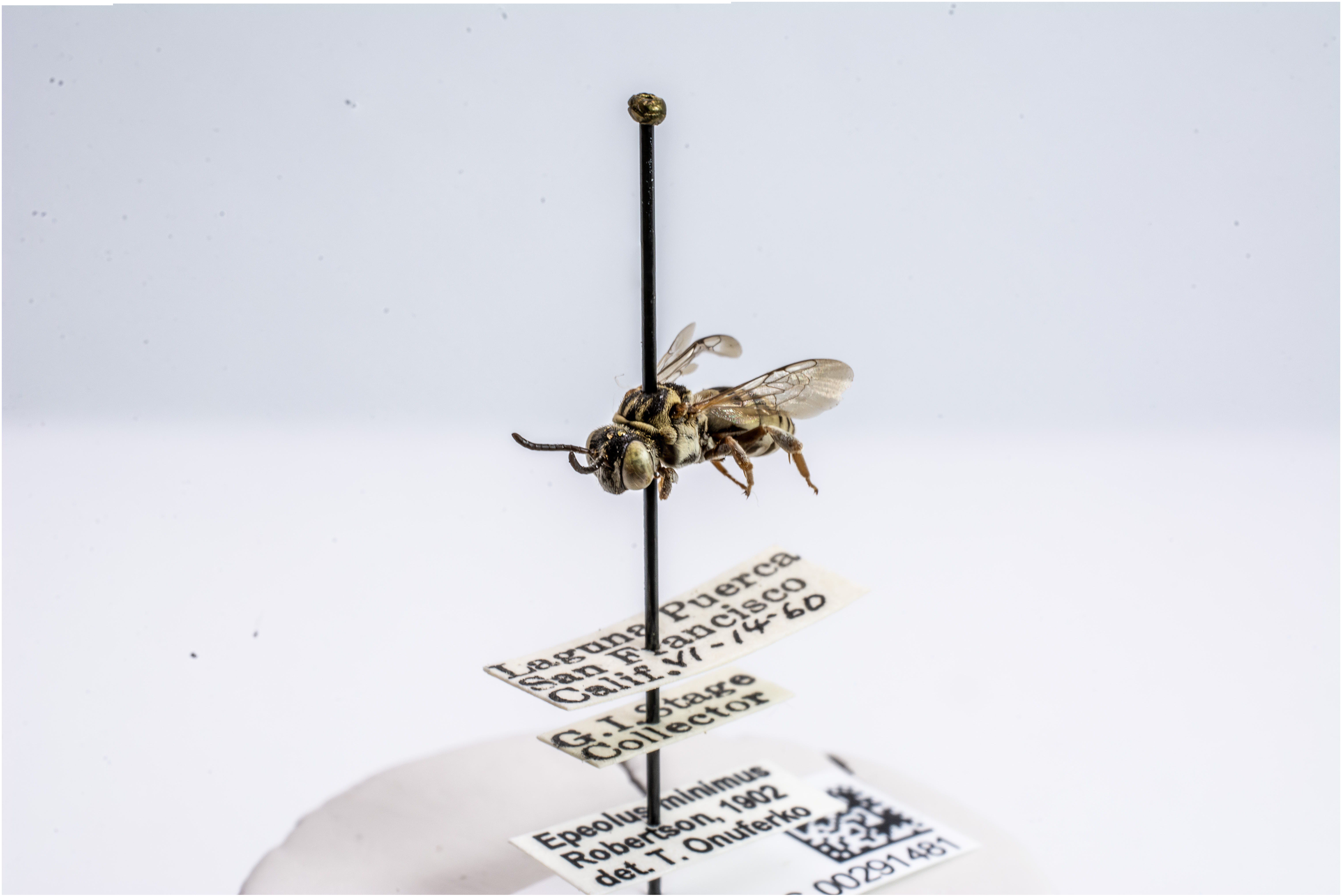 bee specimen