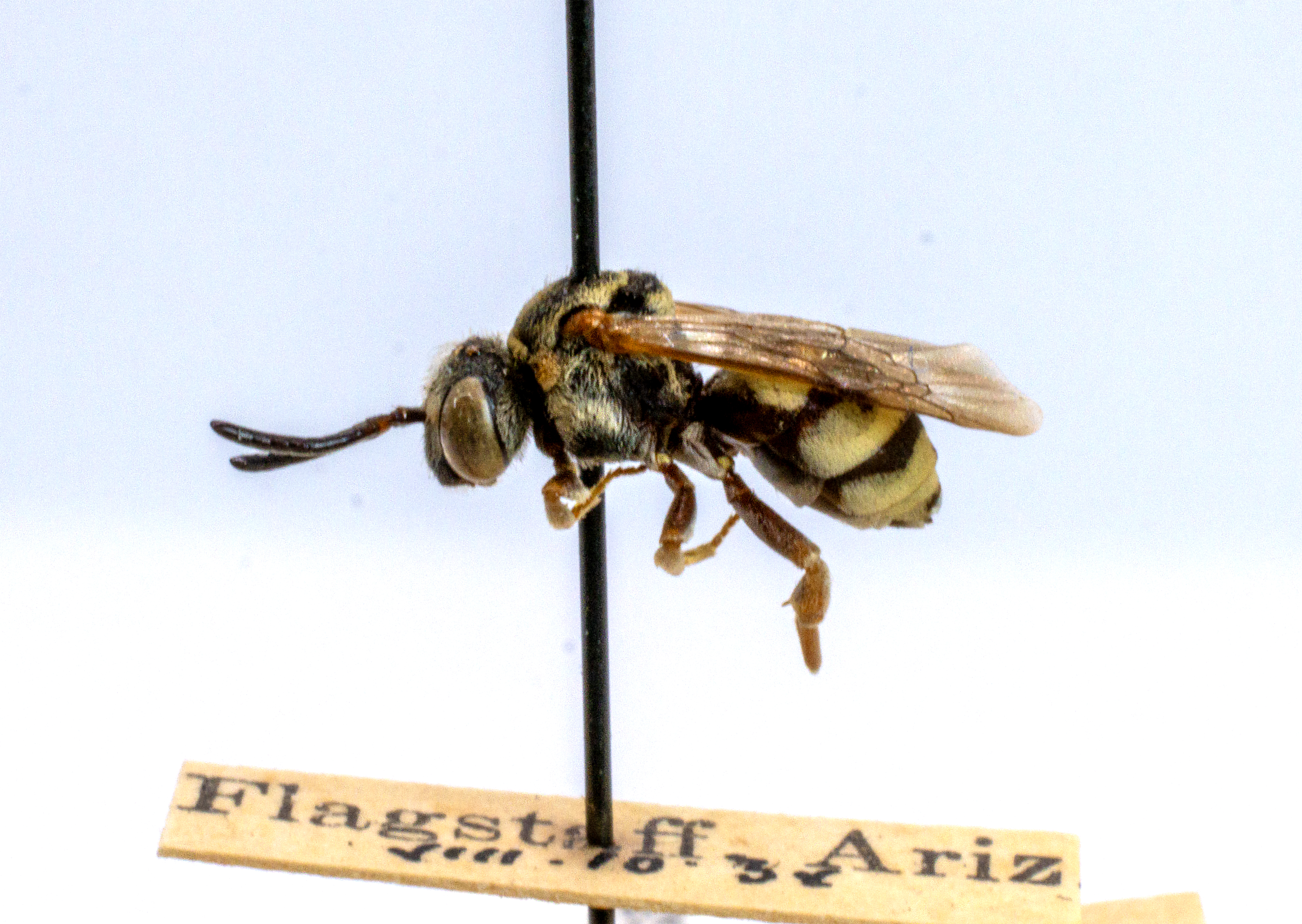 bee specimen