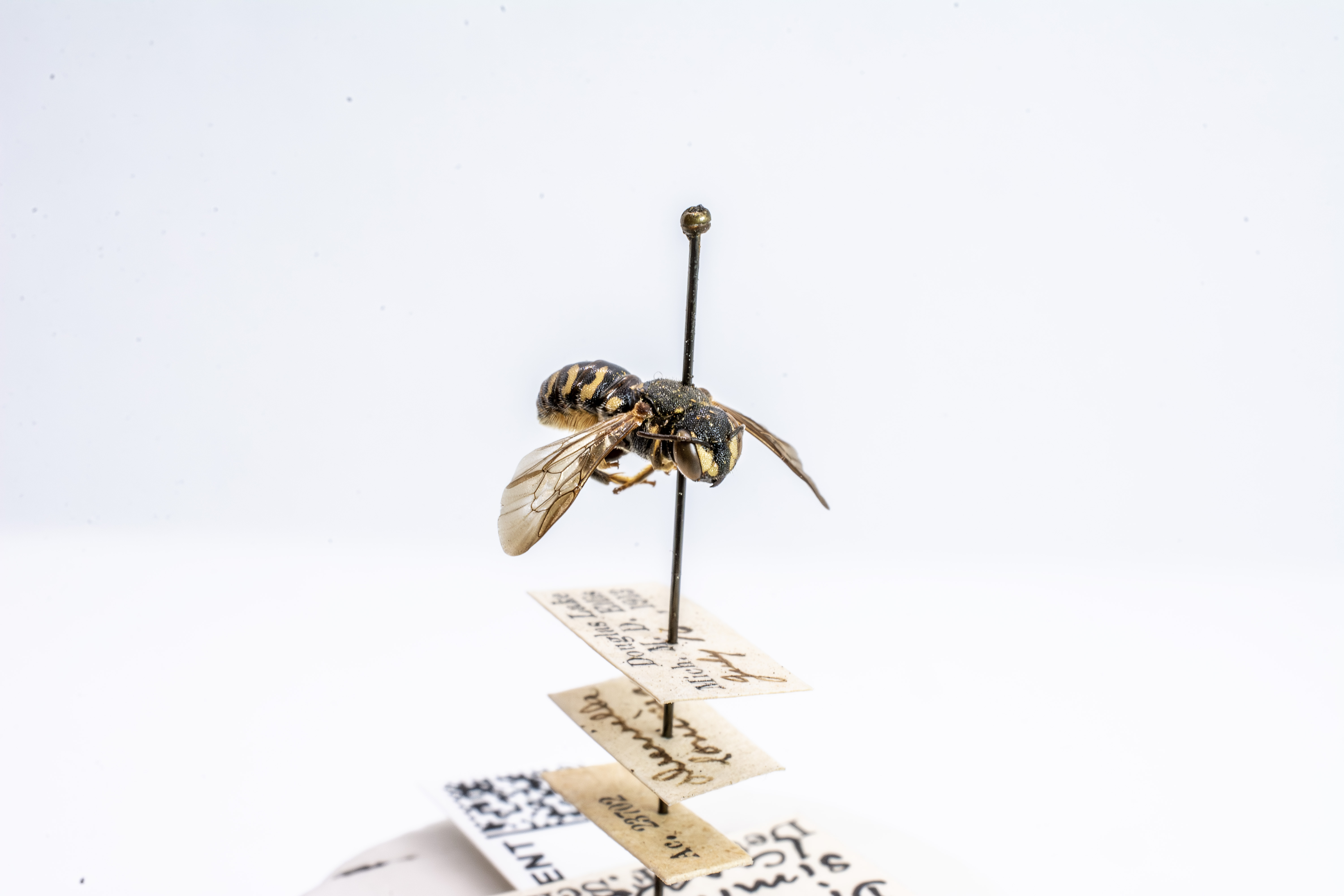 bee specimen
