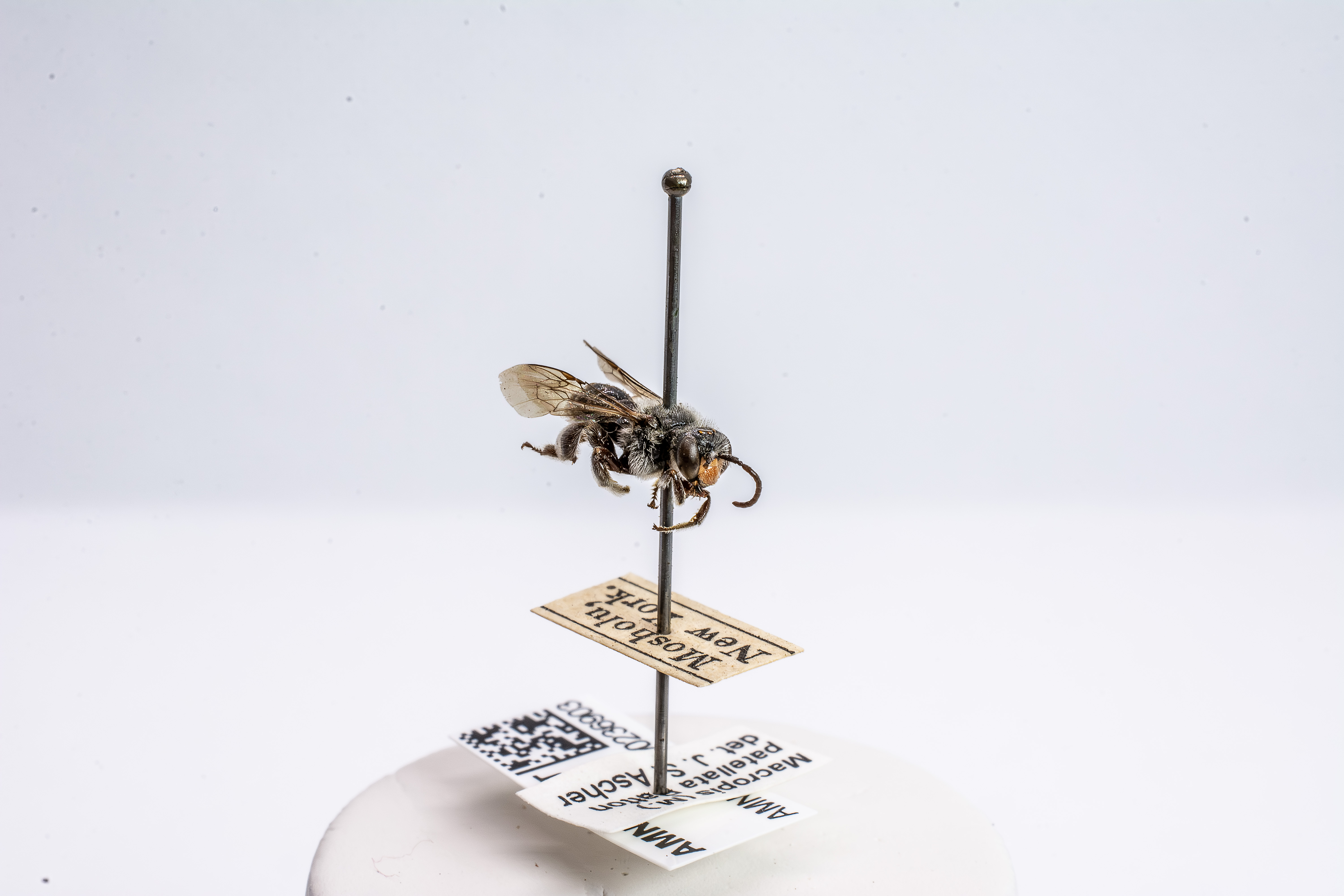 bee specimen