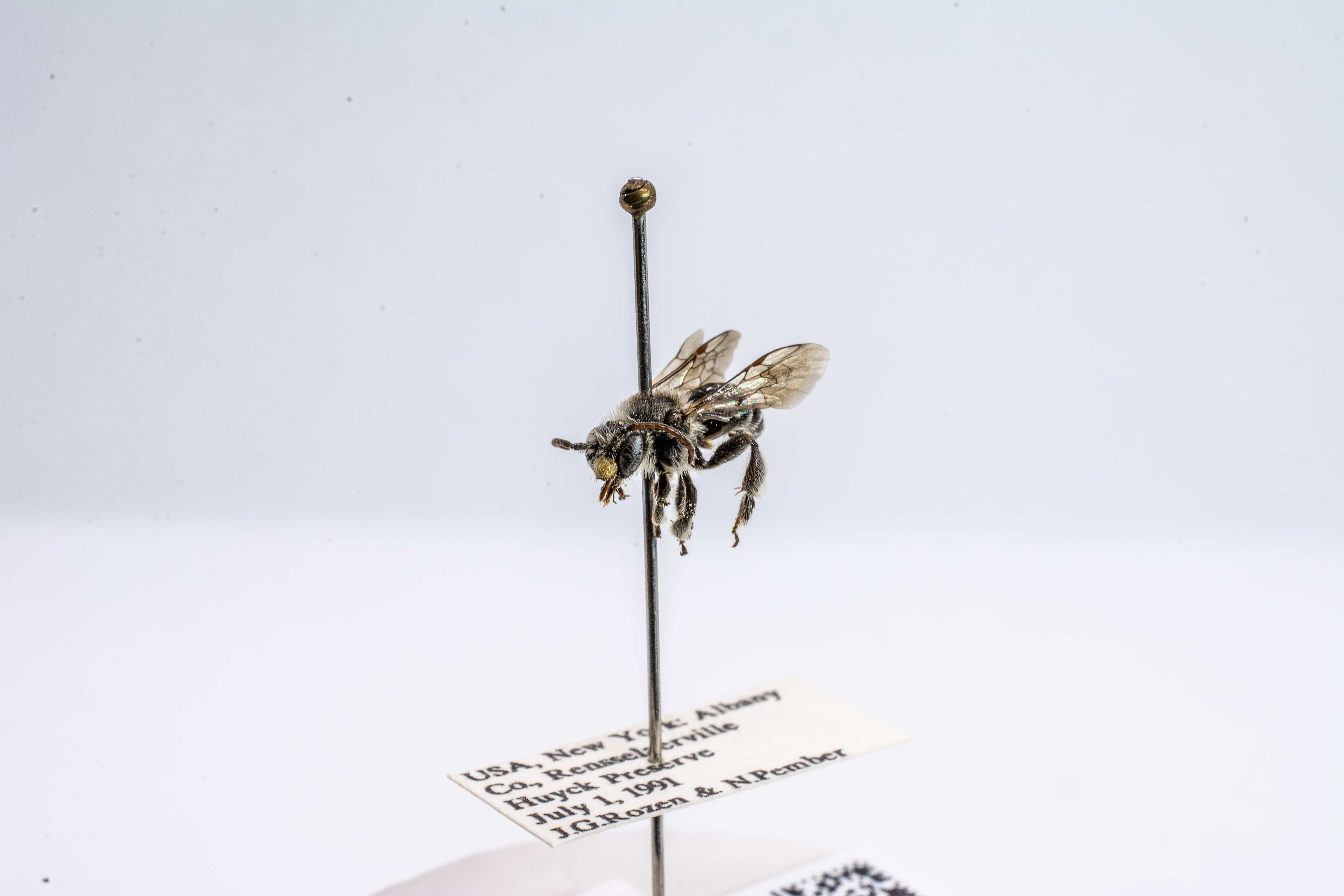 bee specimen