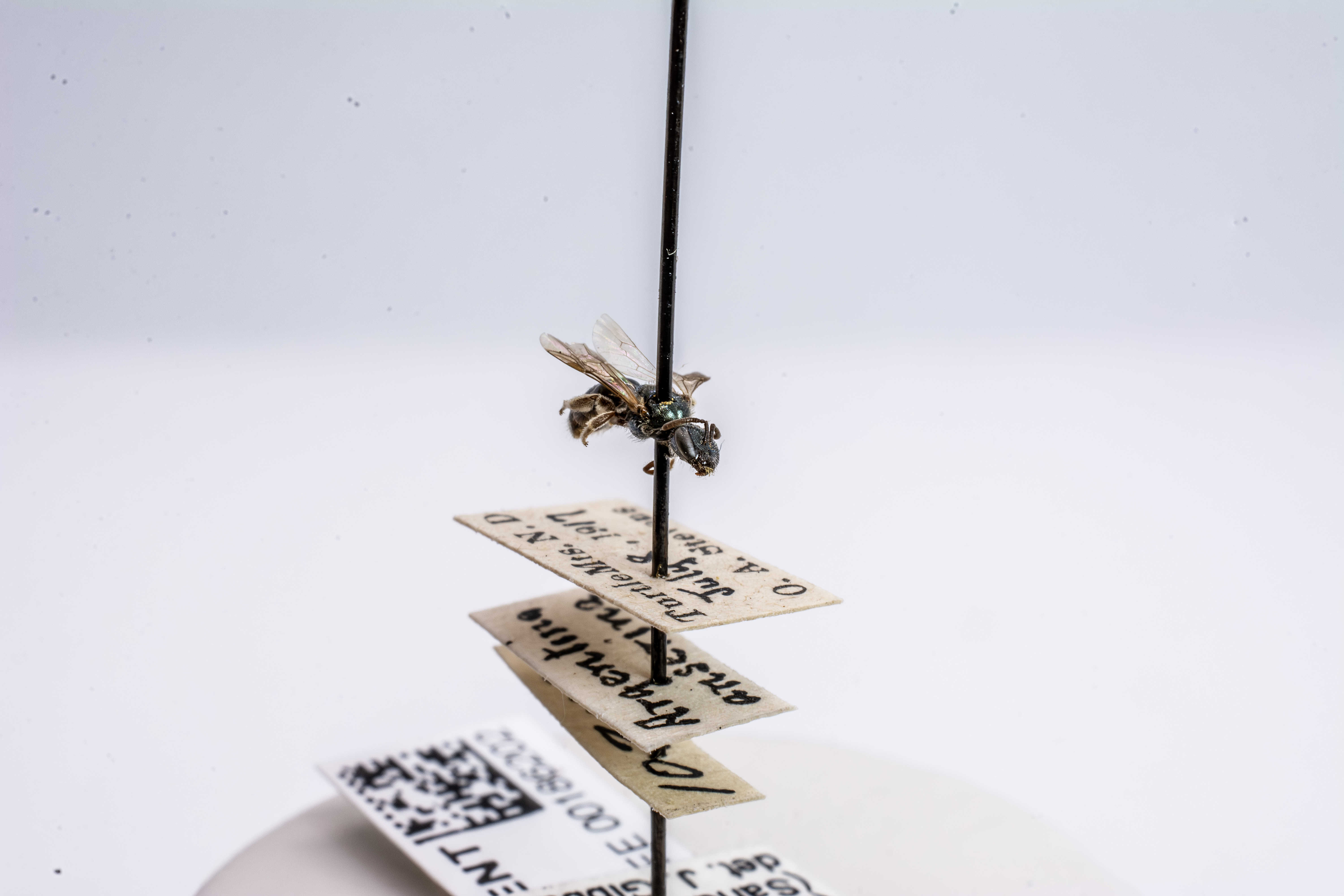 bee specimen