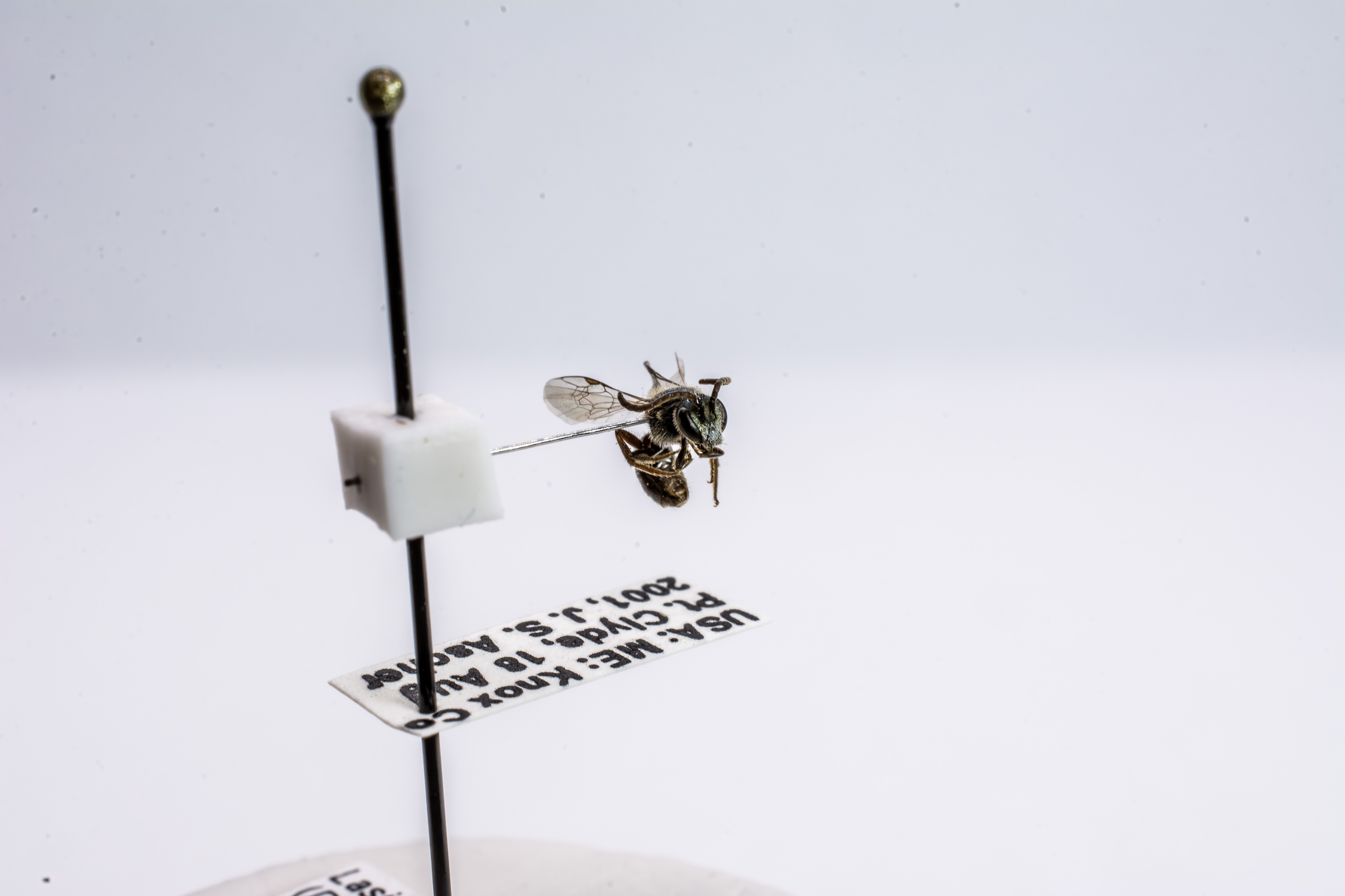 bee specimen