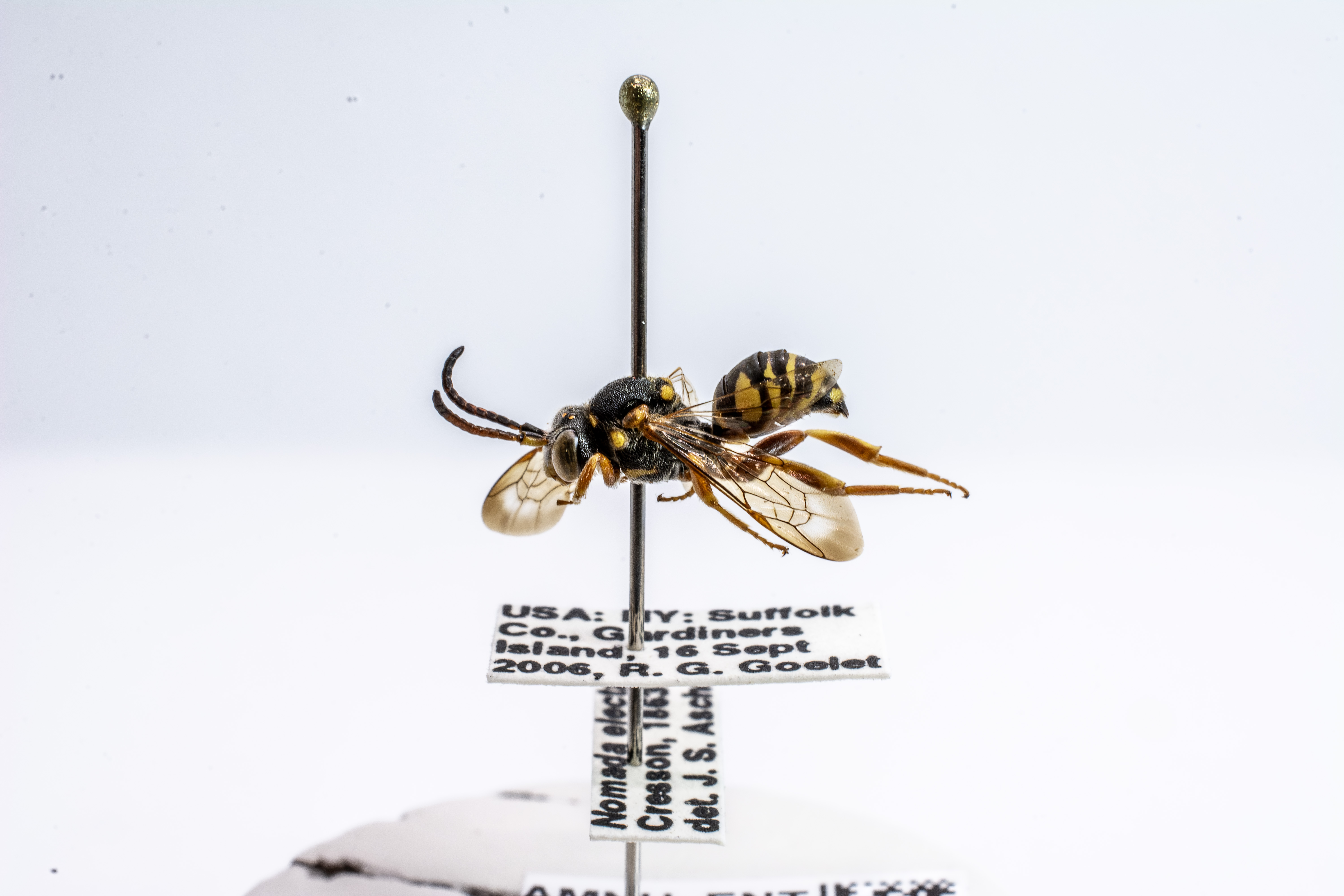 bee specimen