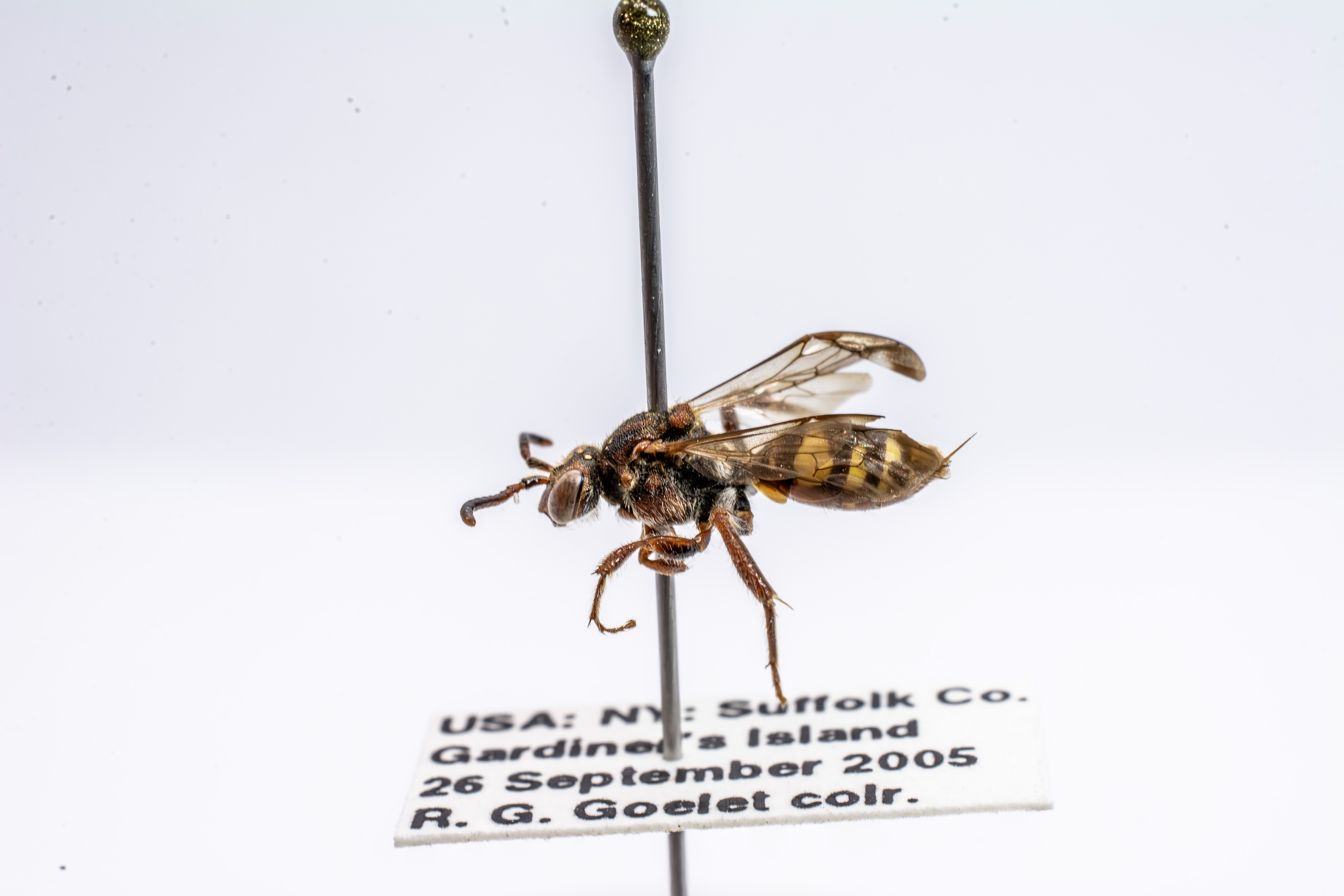 bee specimen