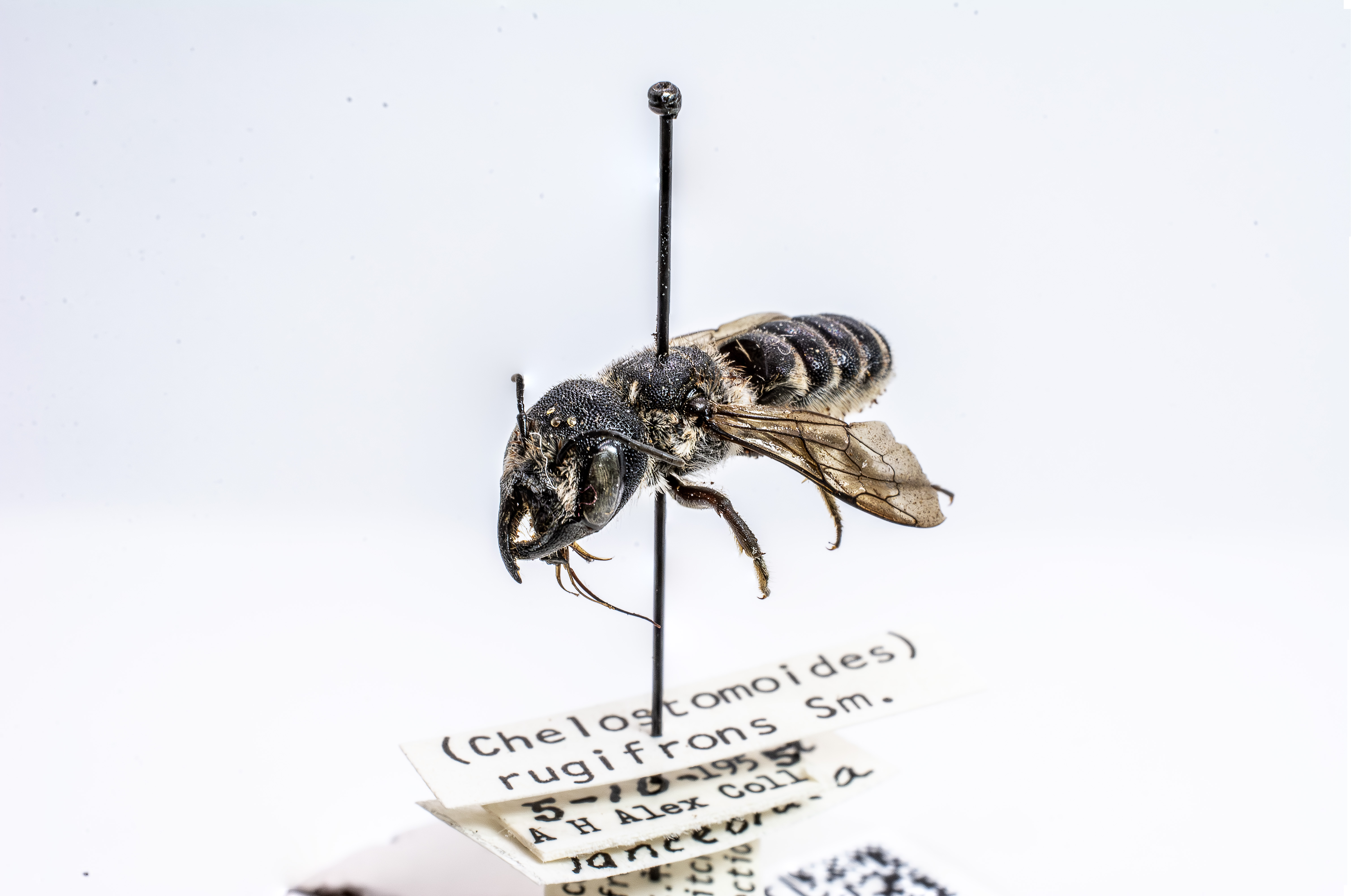 bee specimen
