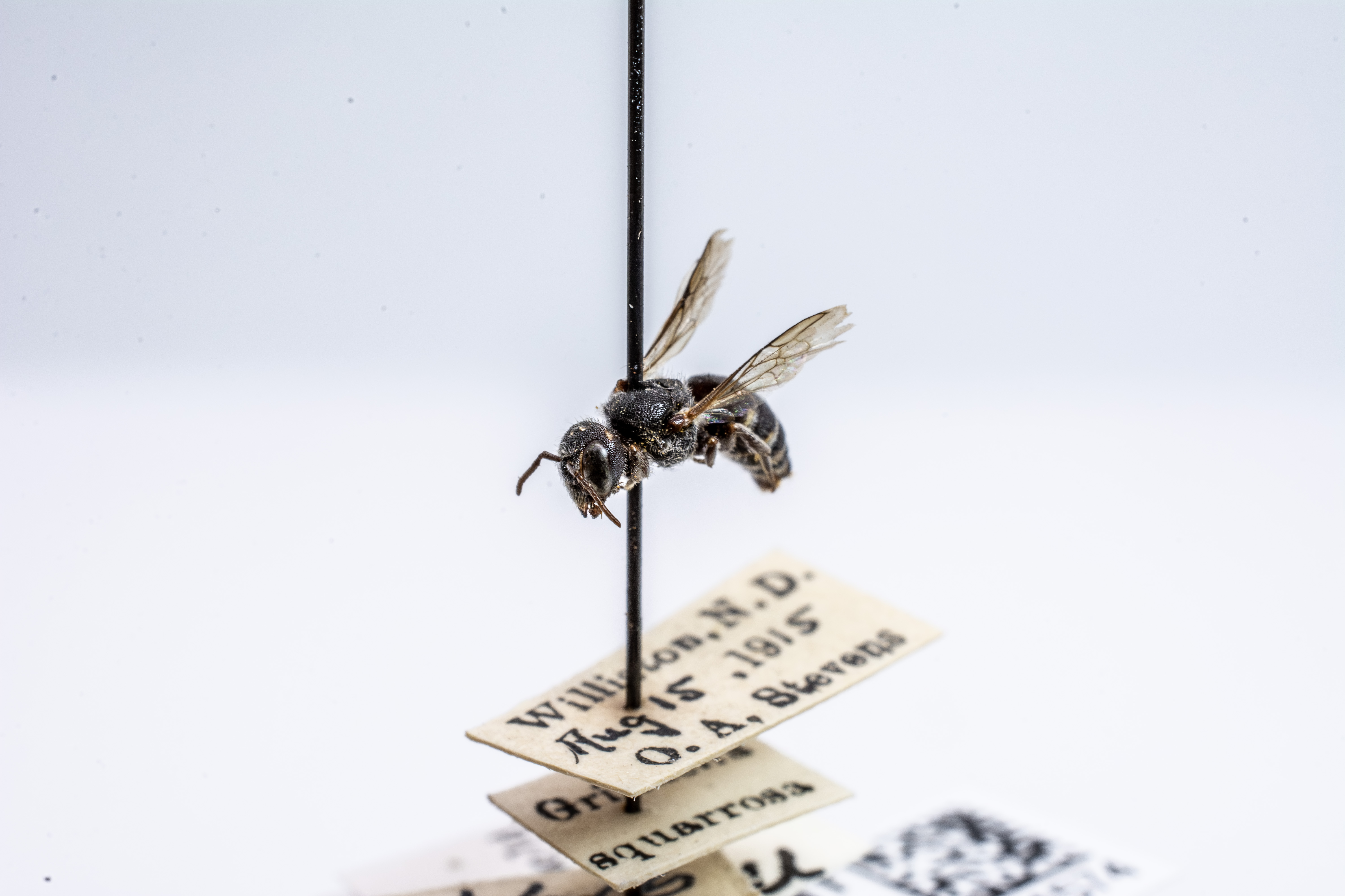 bee specimen