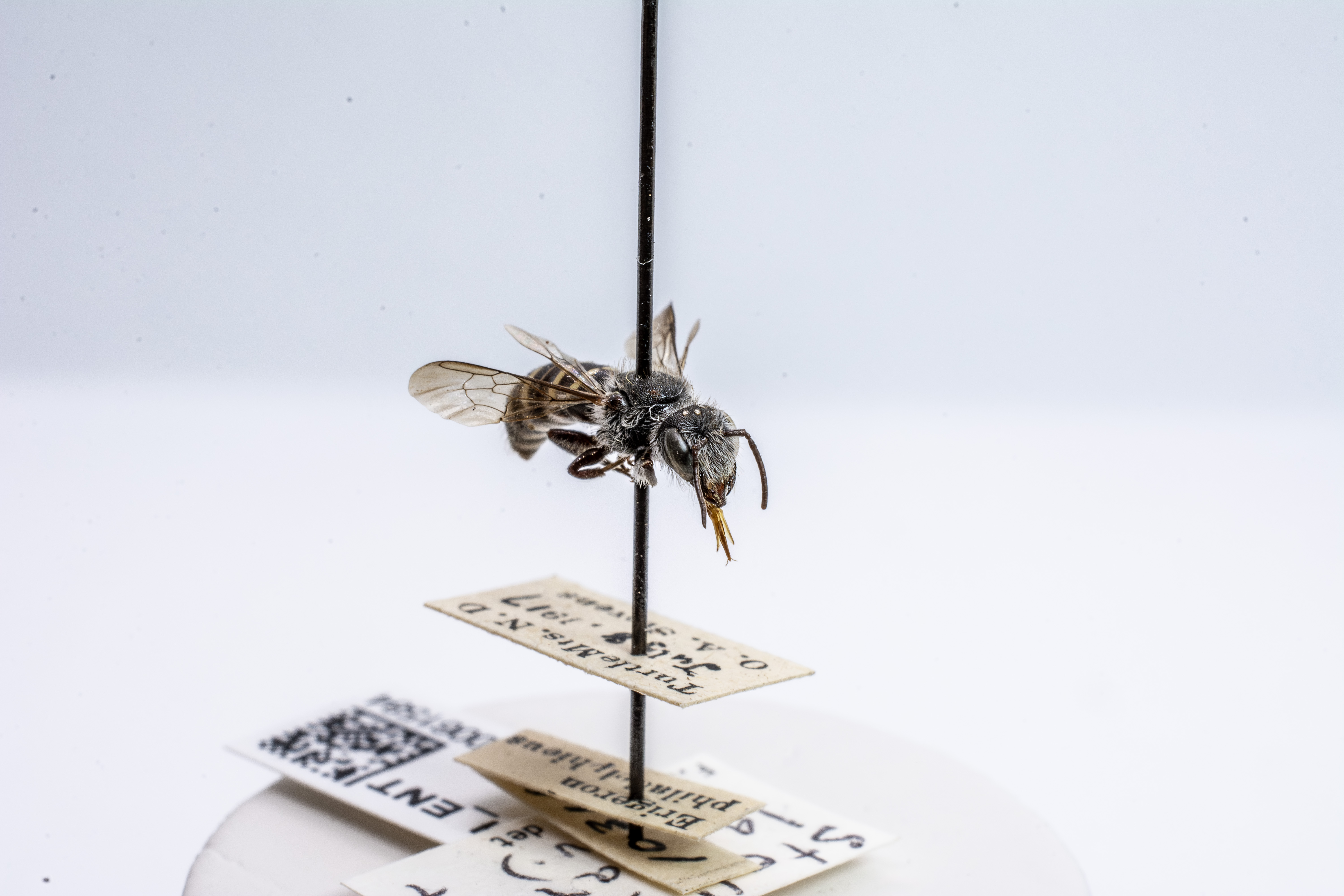 bee specimen