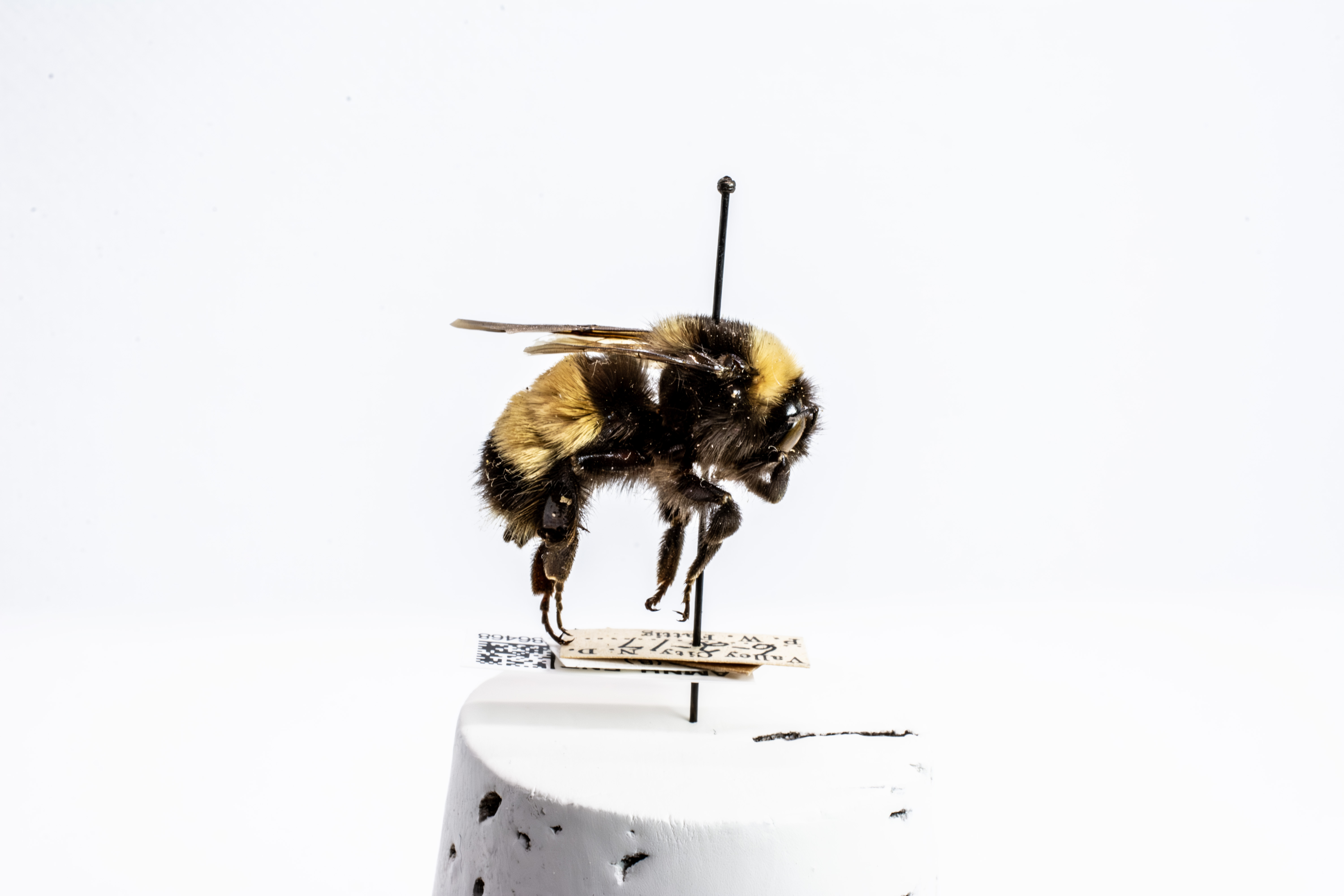 bee specimen