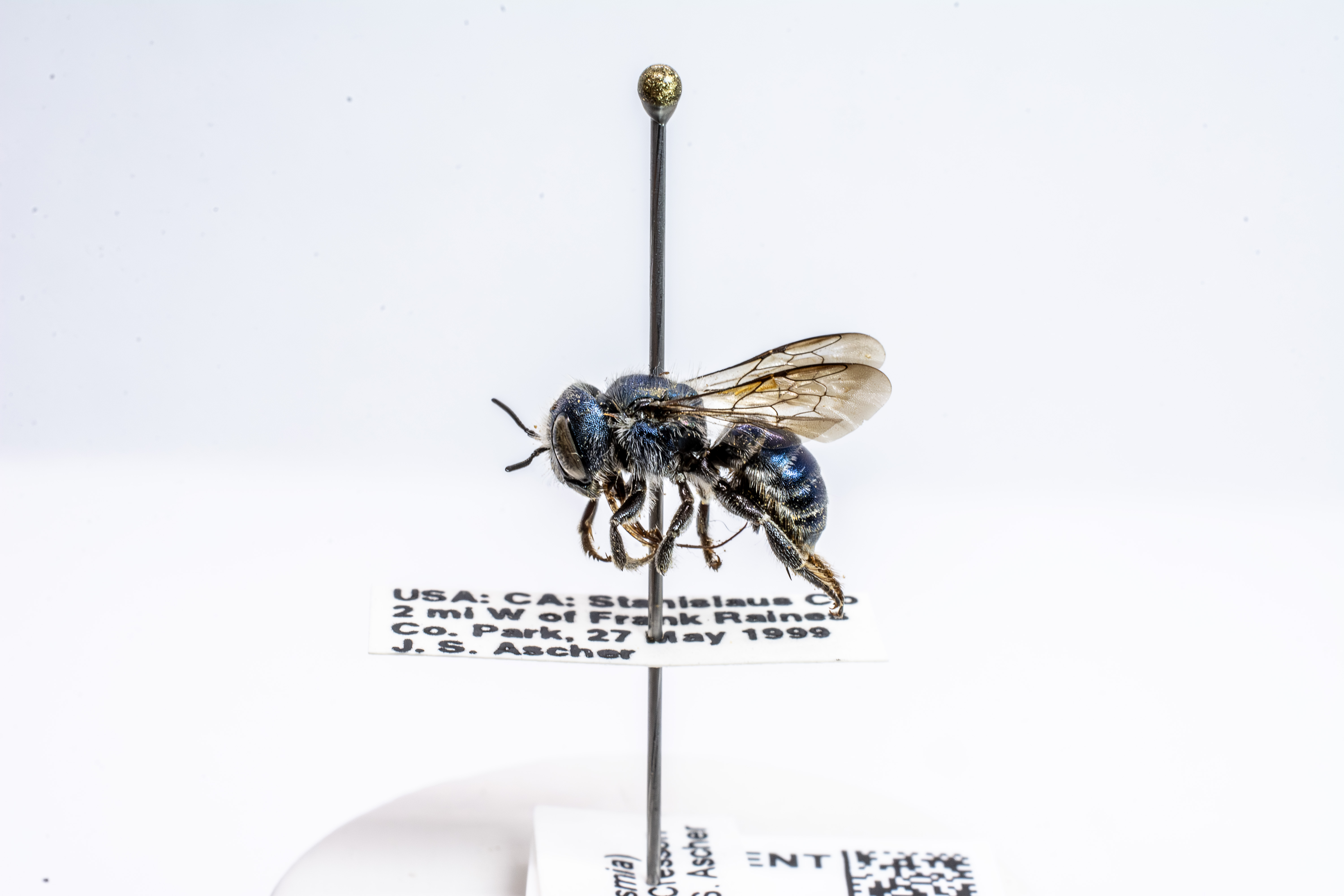 bee specimen