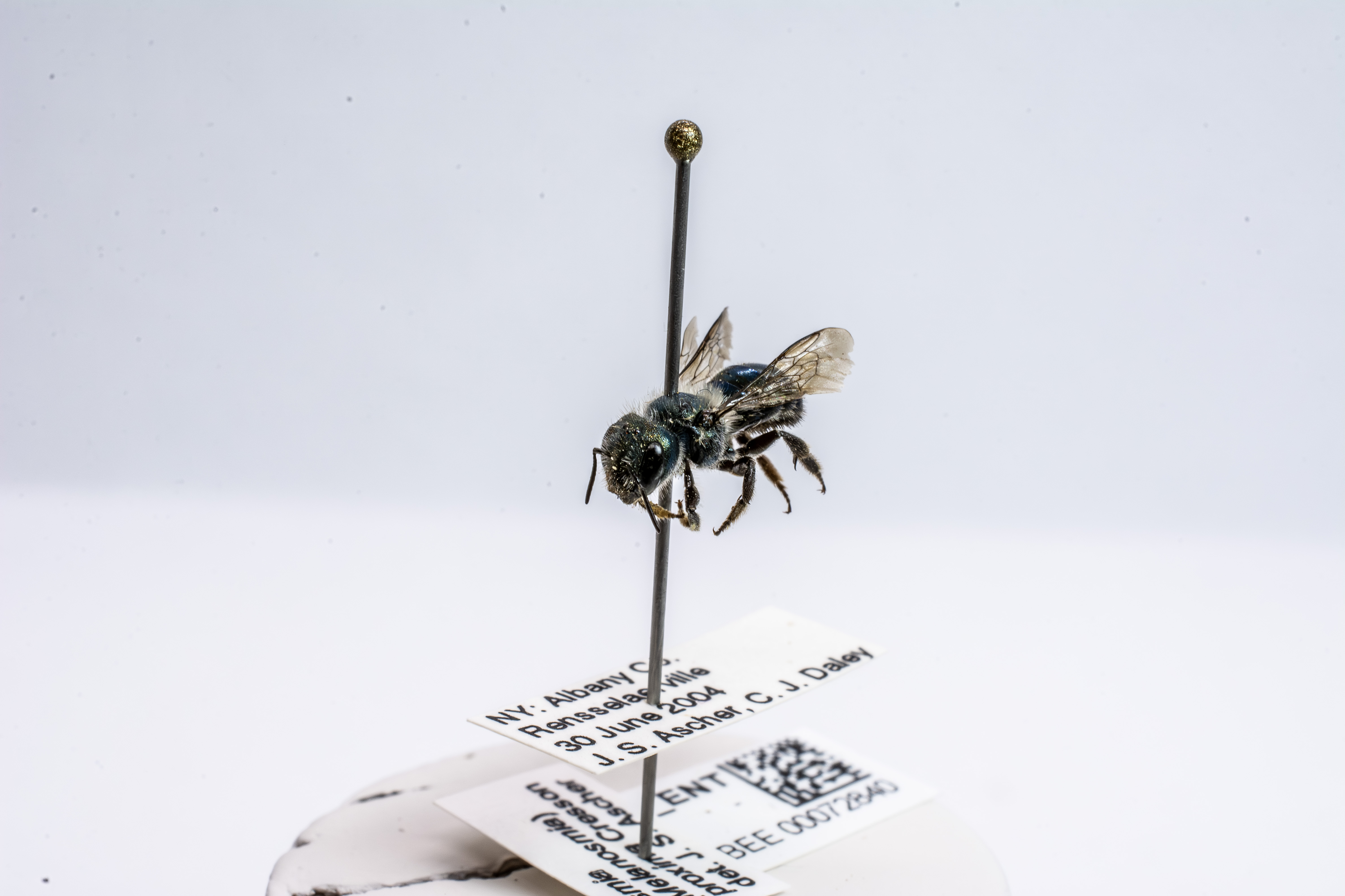 bee specimen