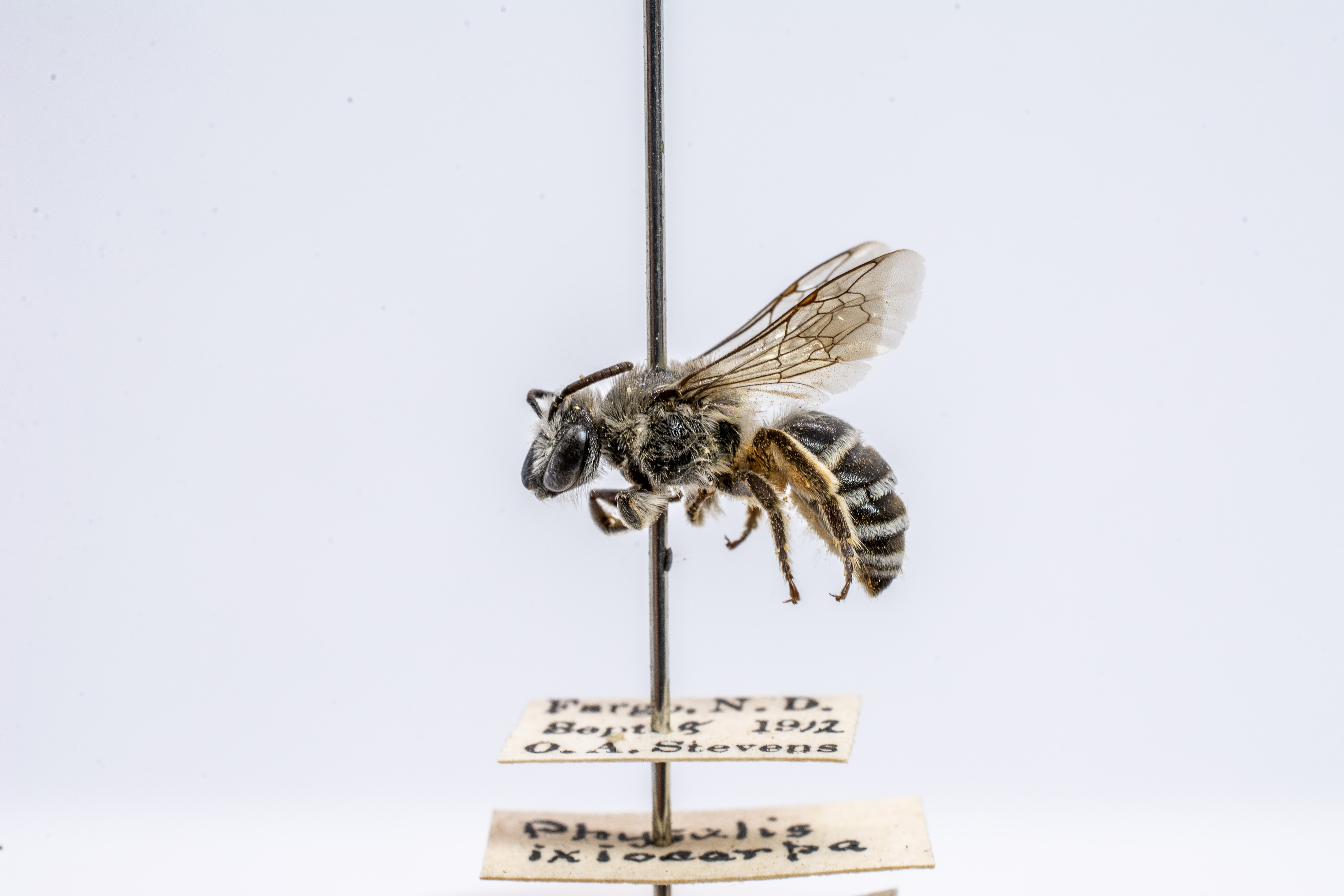 bee specimen