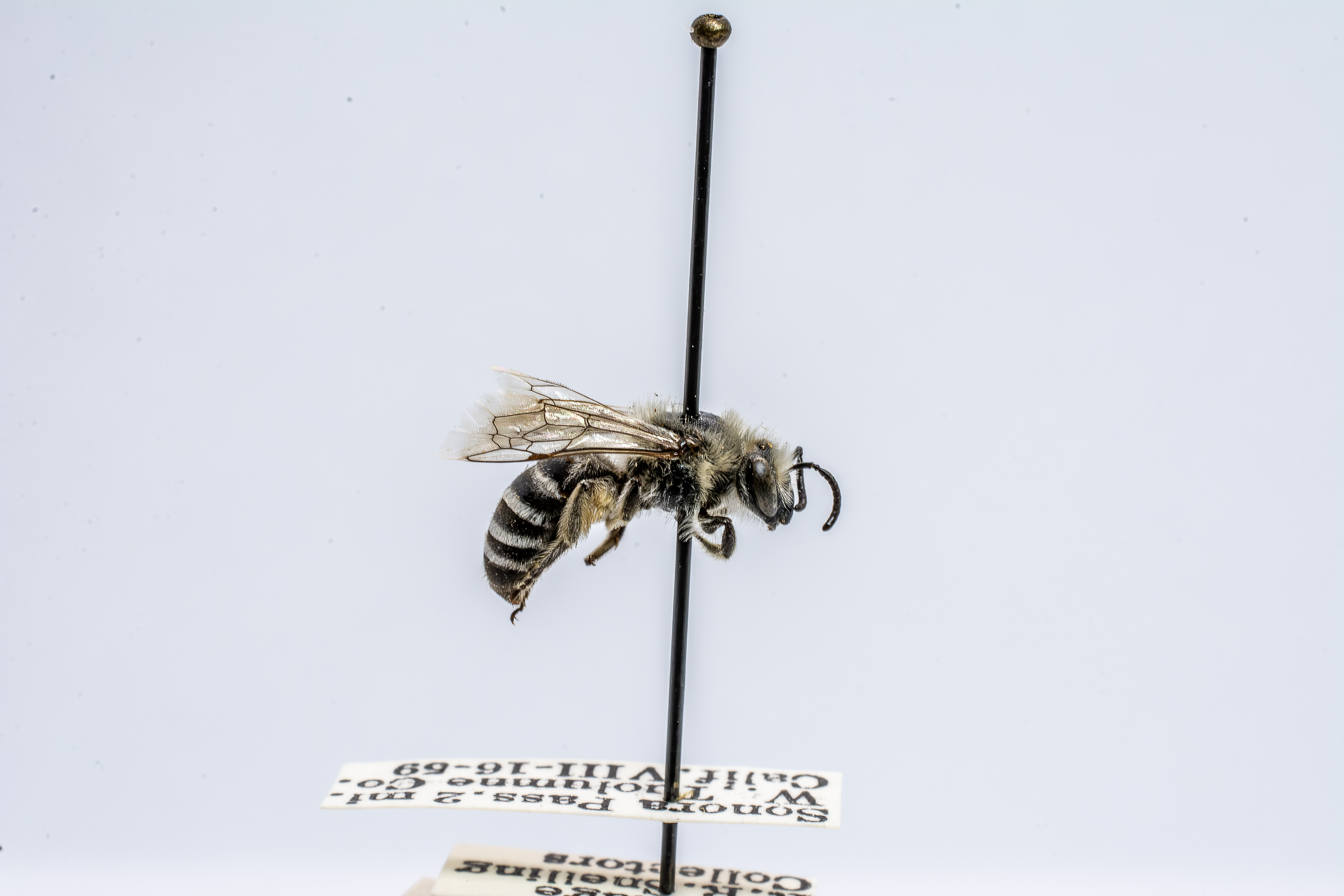 bee specimen
