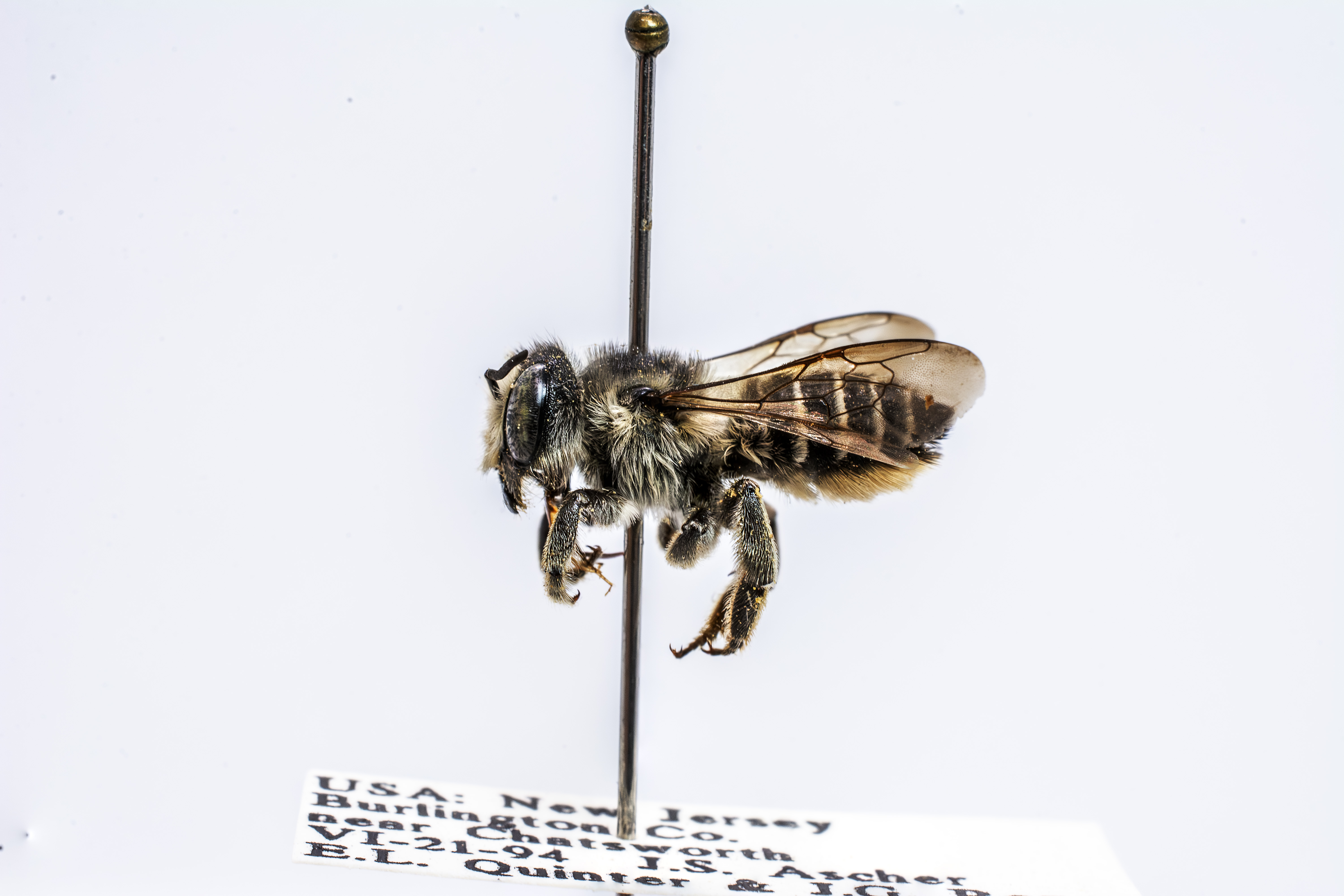 bee specimen