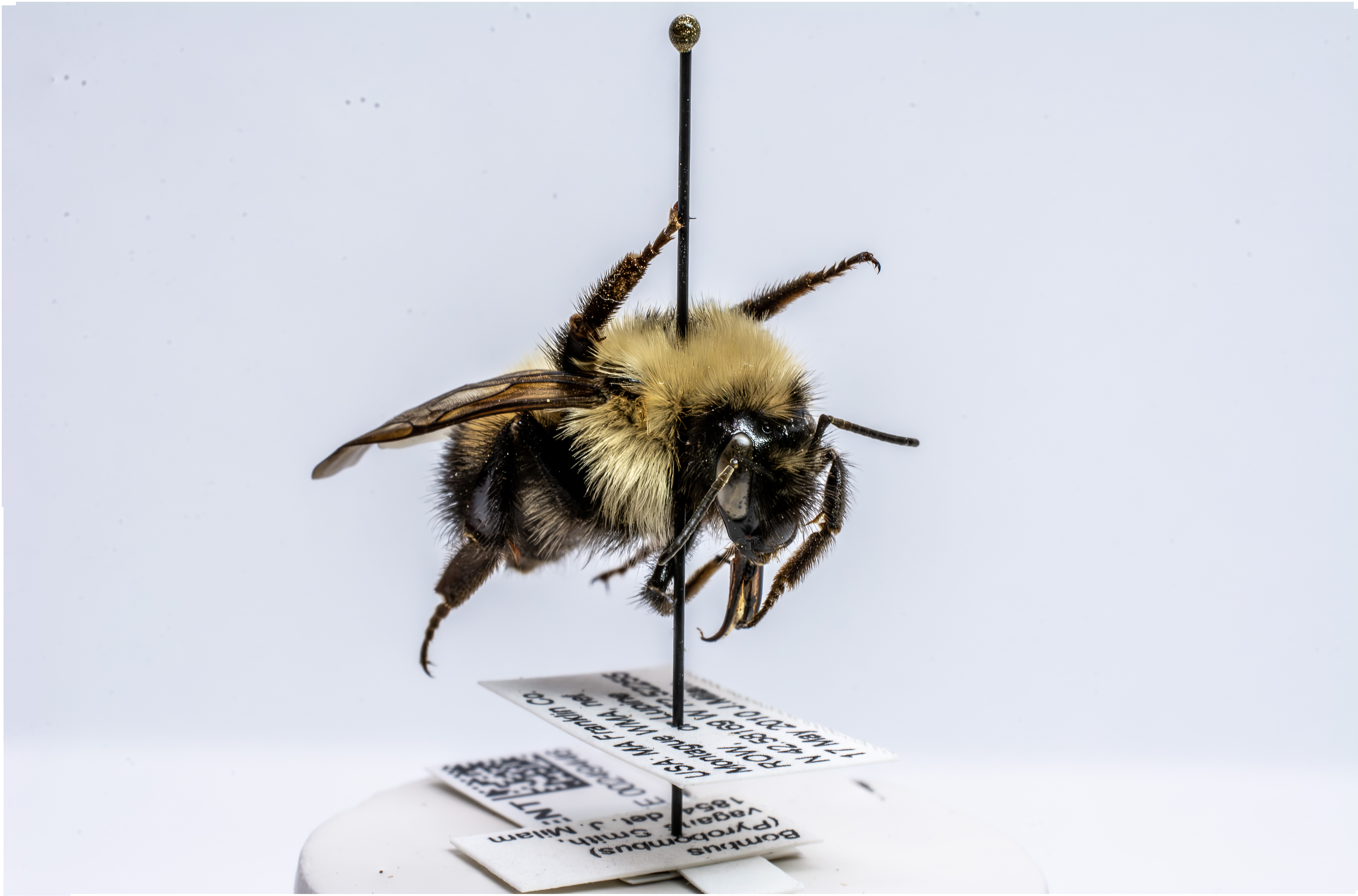 bee specimen