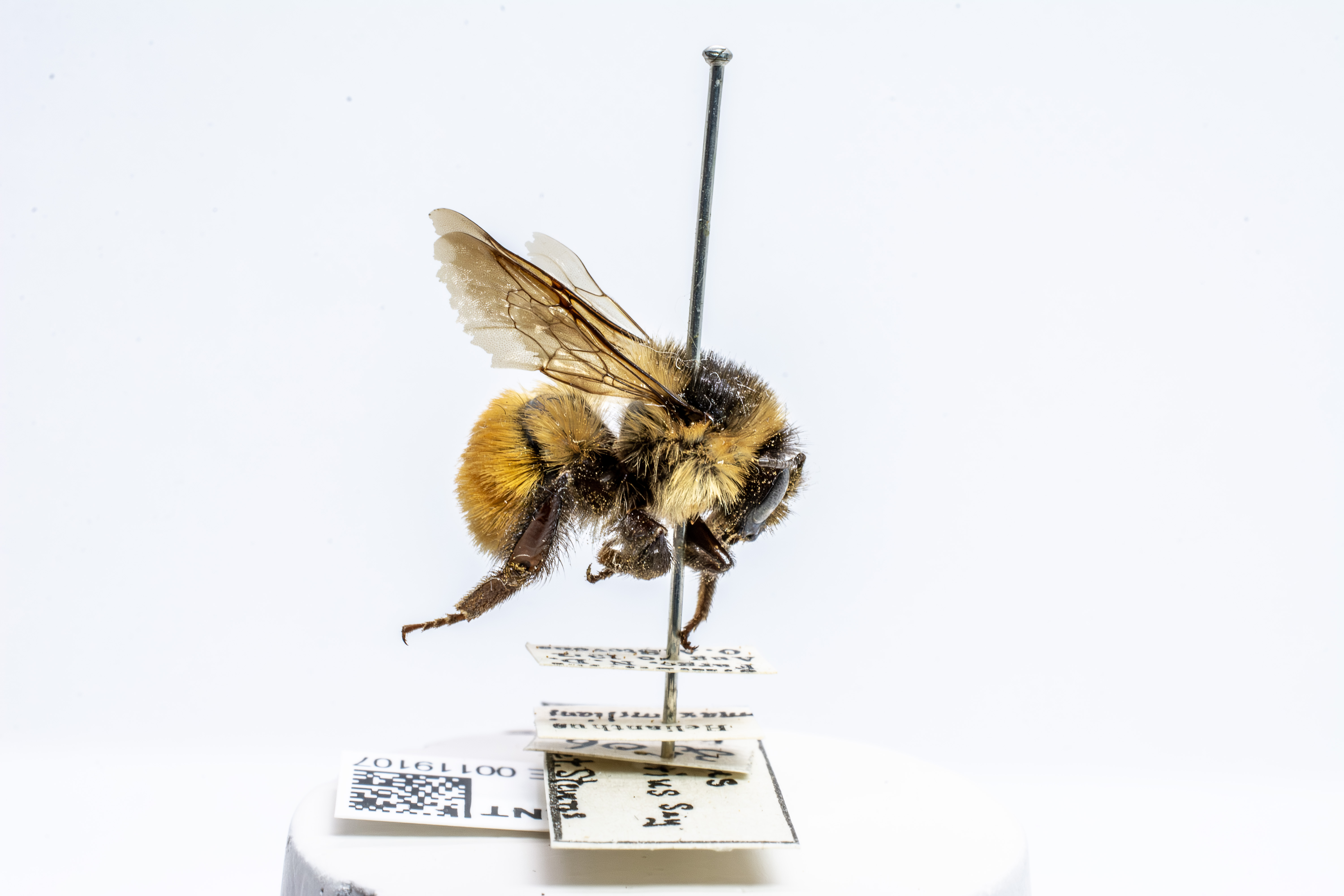 bee specimen
