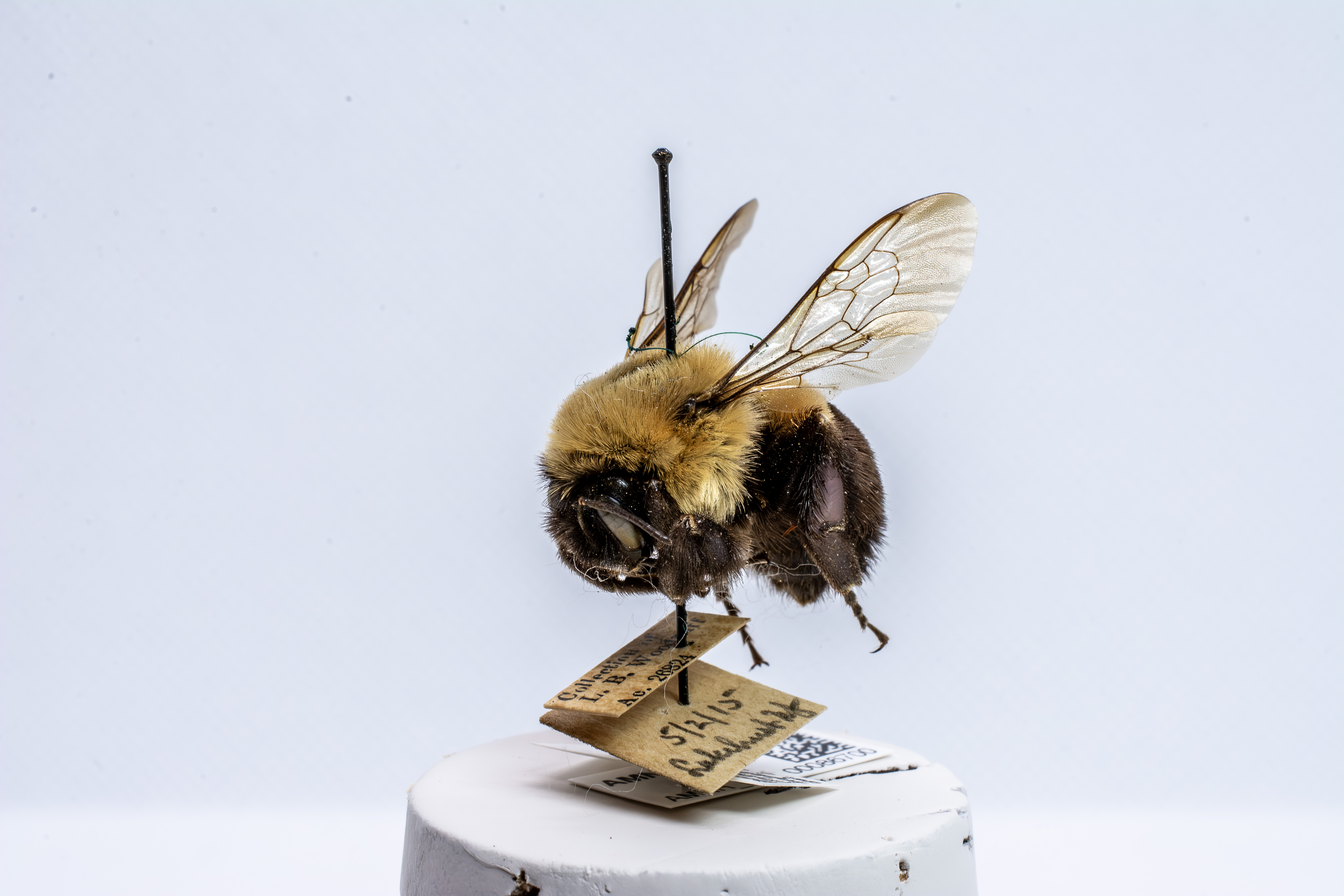 bee specimen
