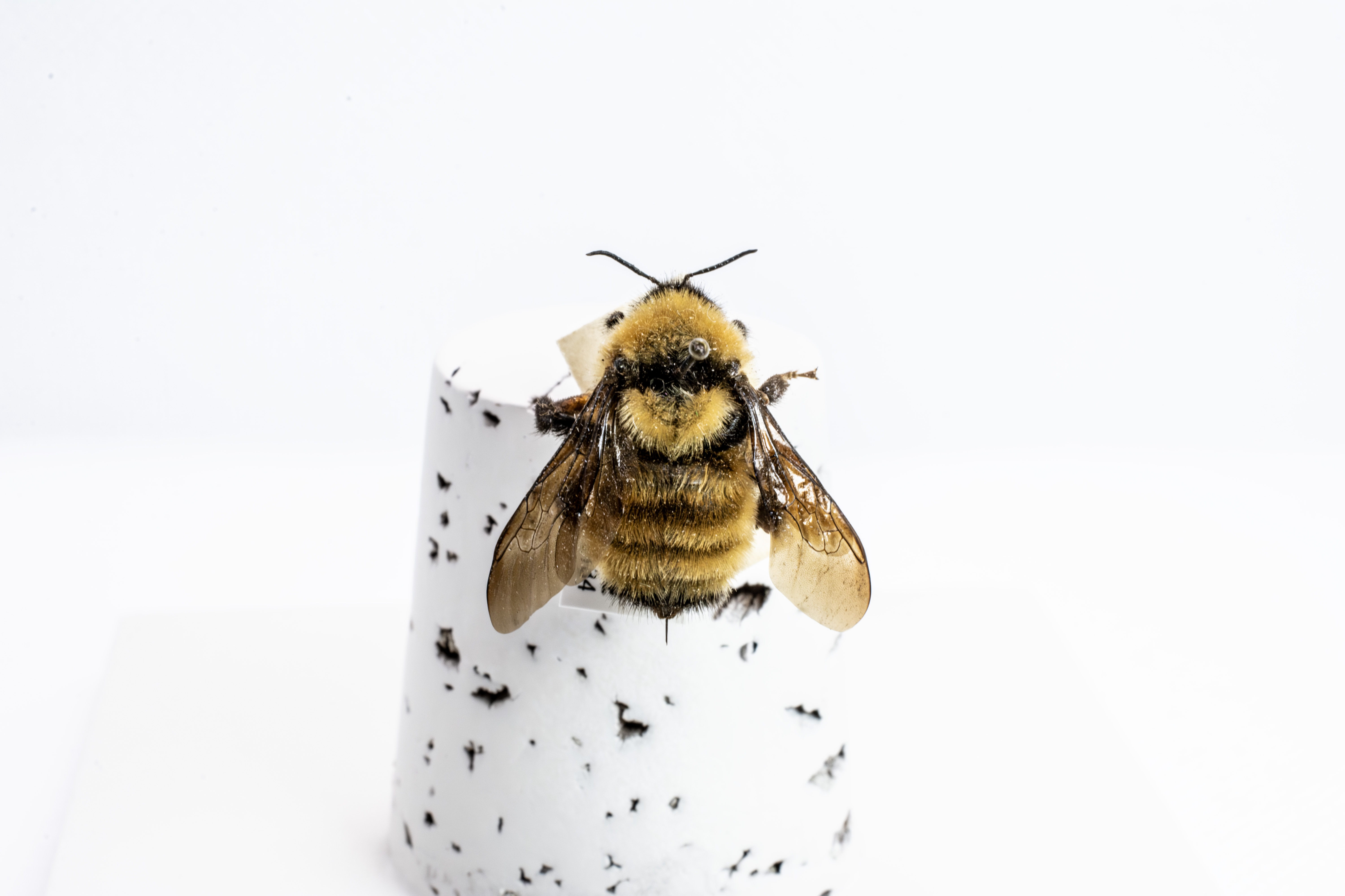 bee specimen