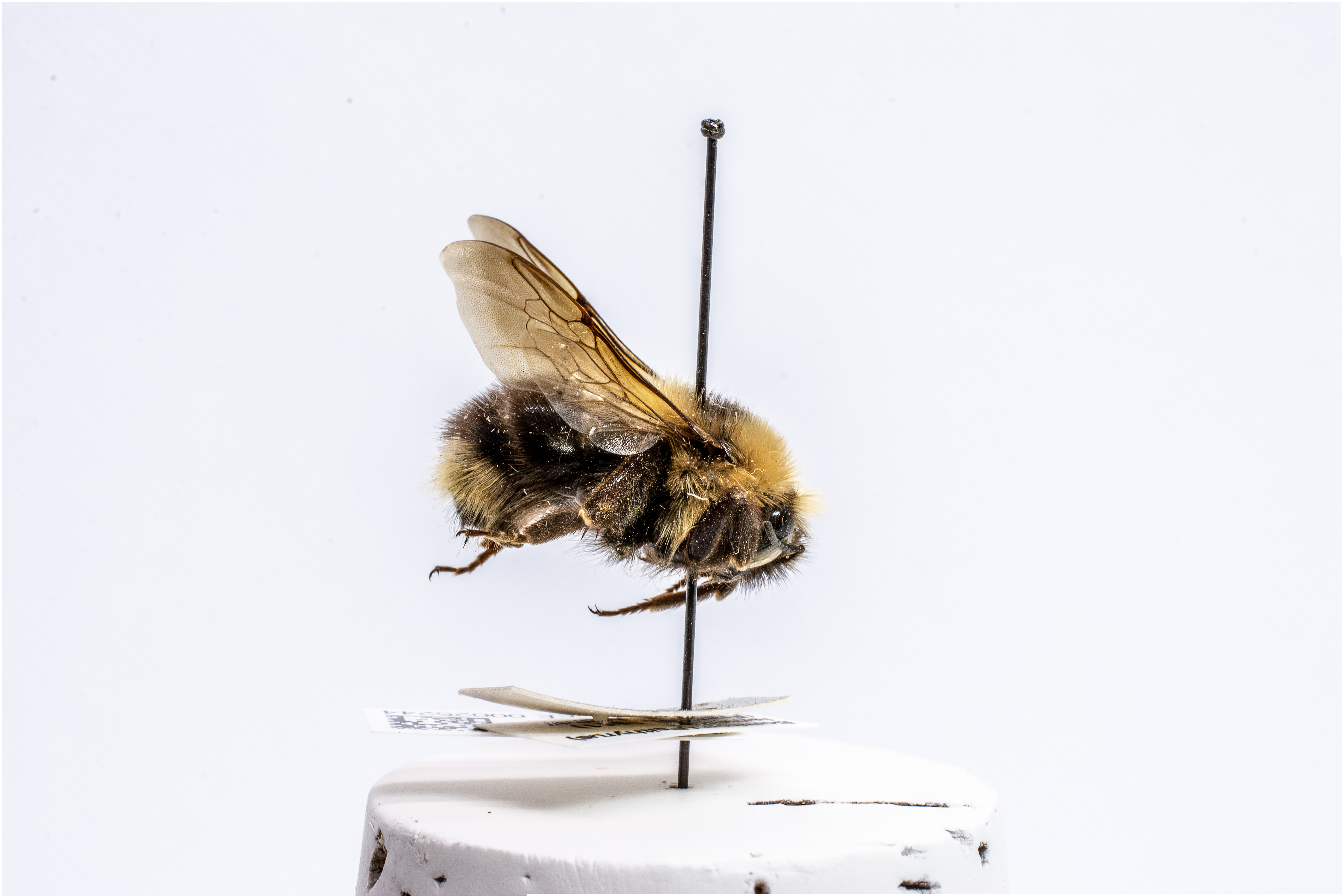 bee specimen