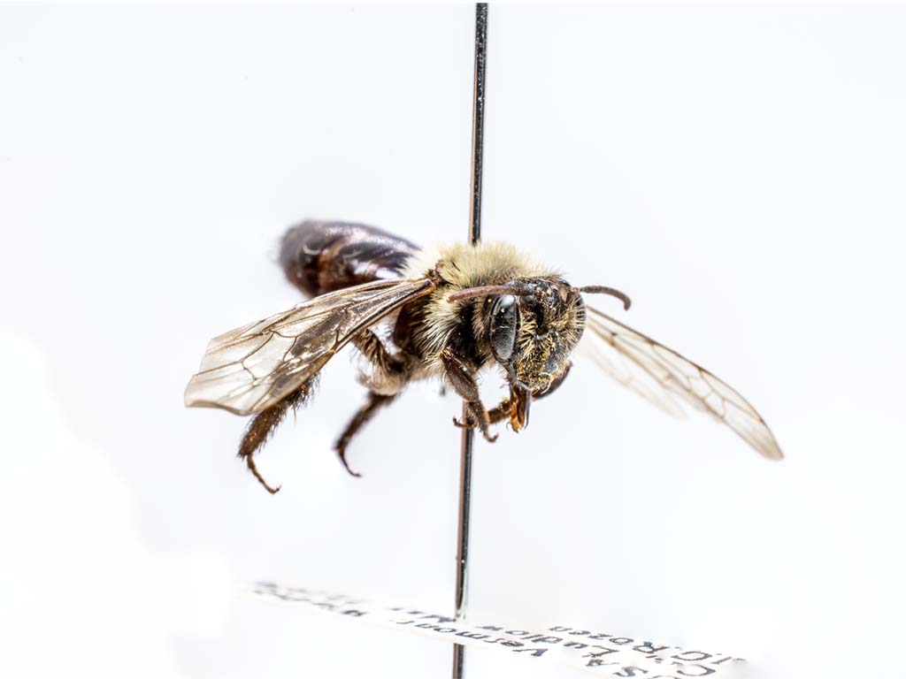 bee specimen