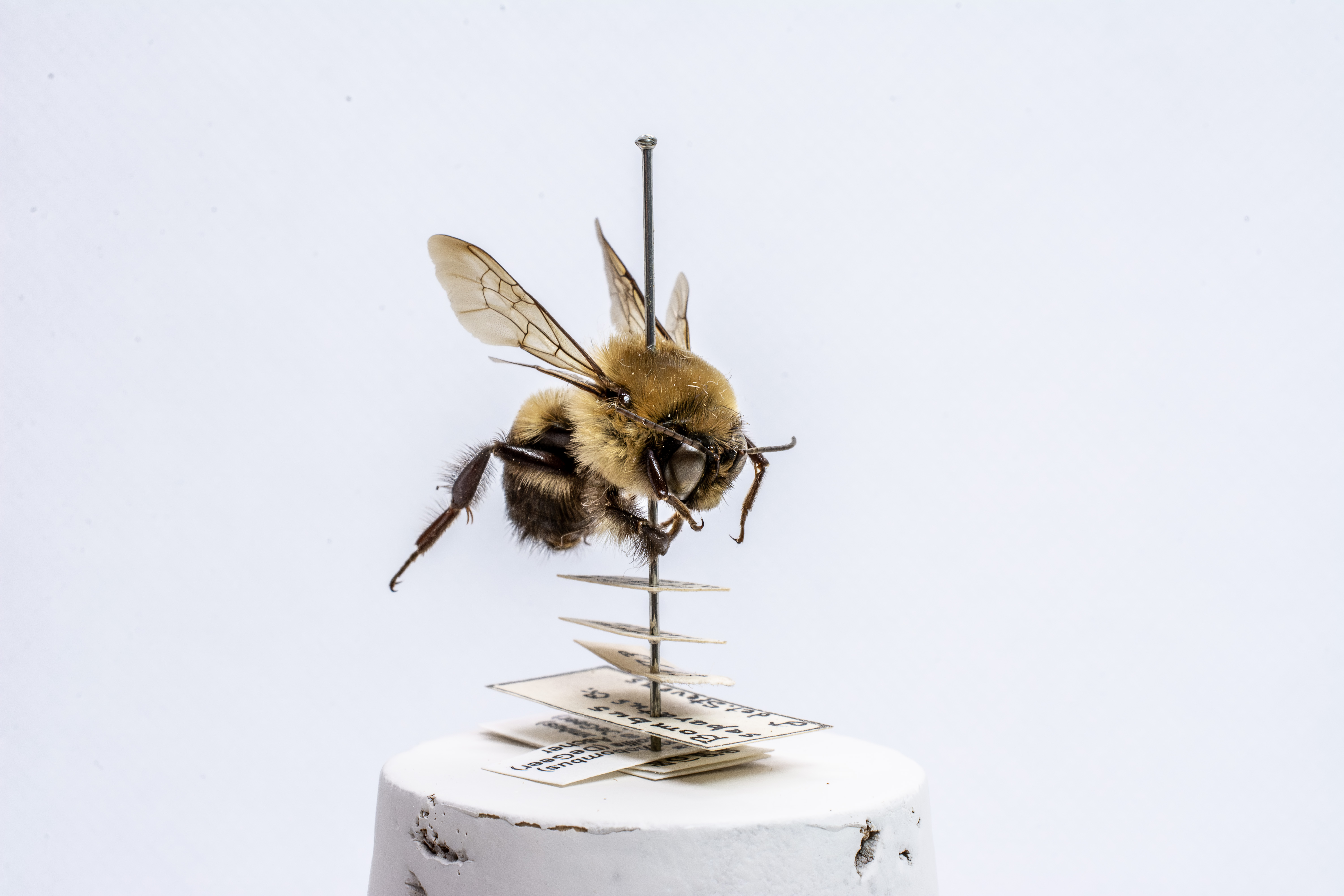 bee specimen
