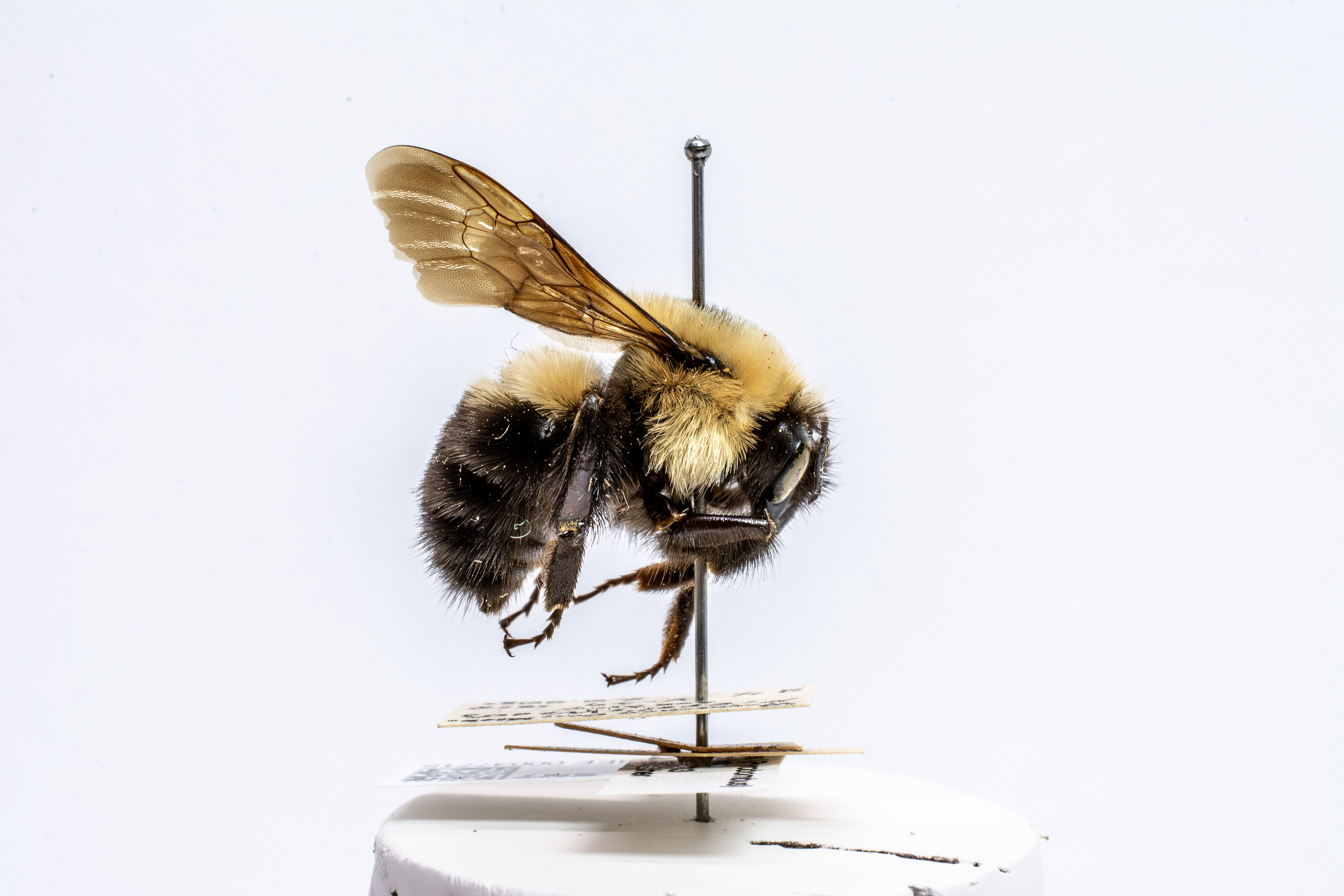 bee specimen