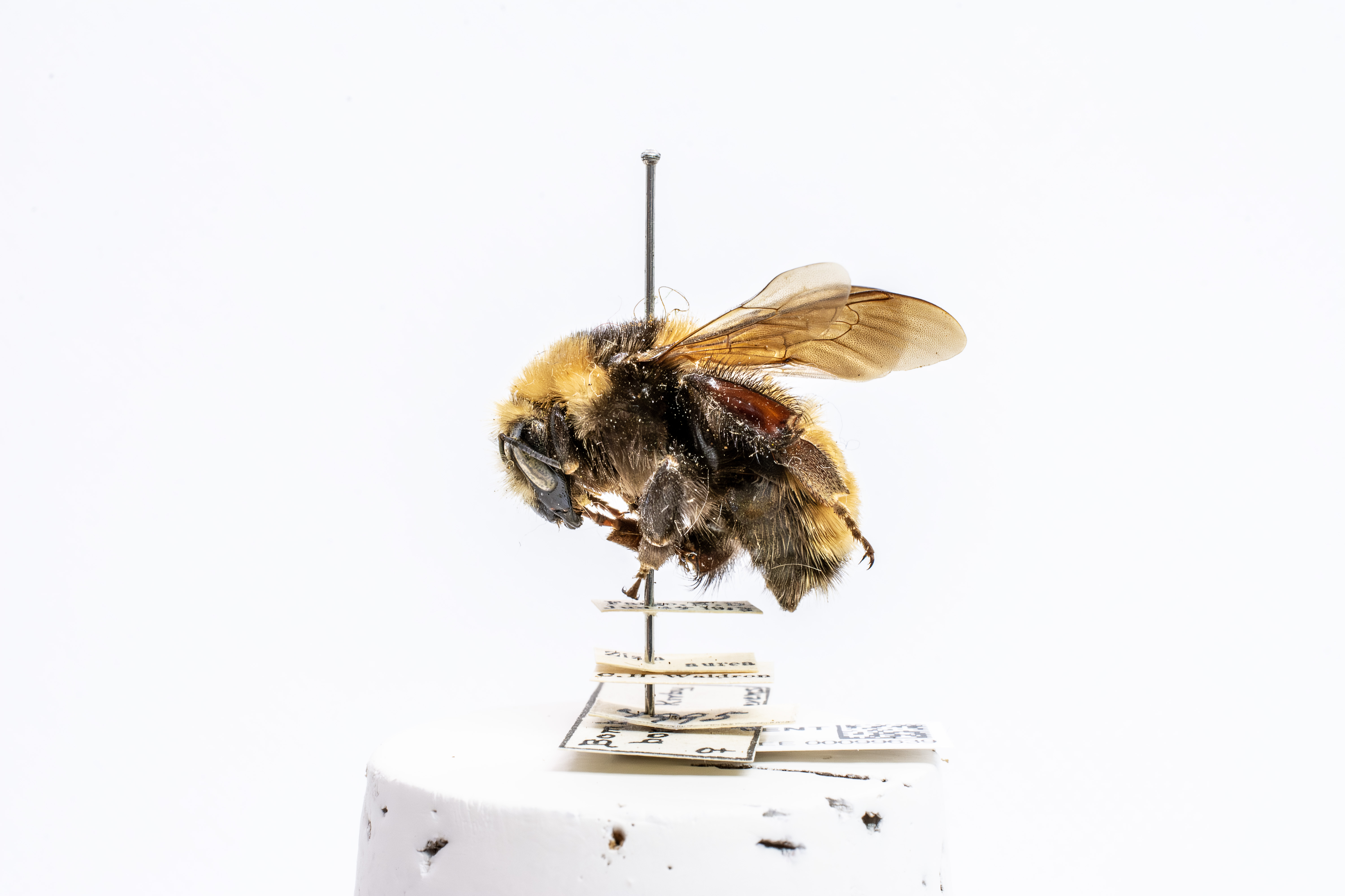 bee specimen