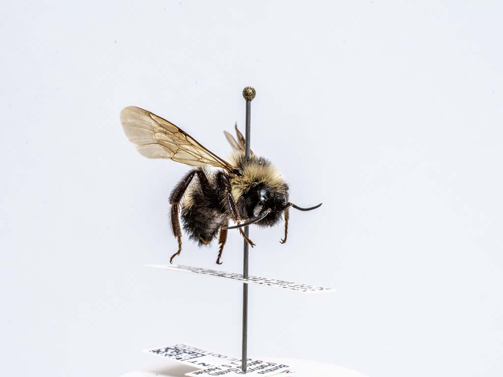 bee specimen
