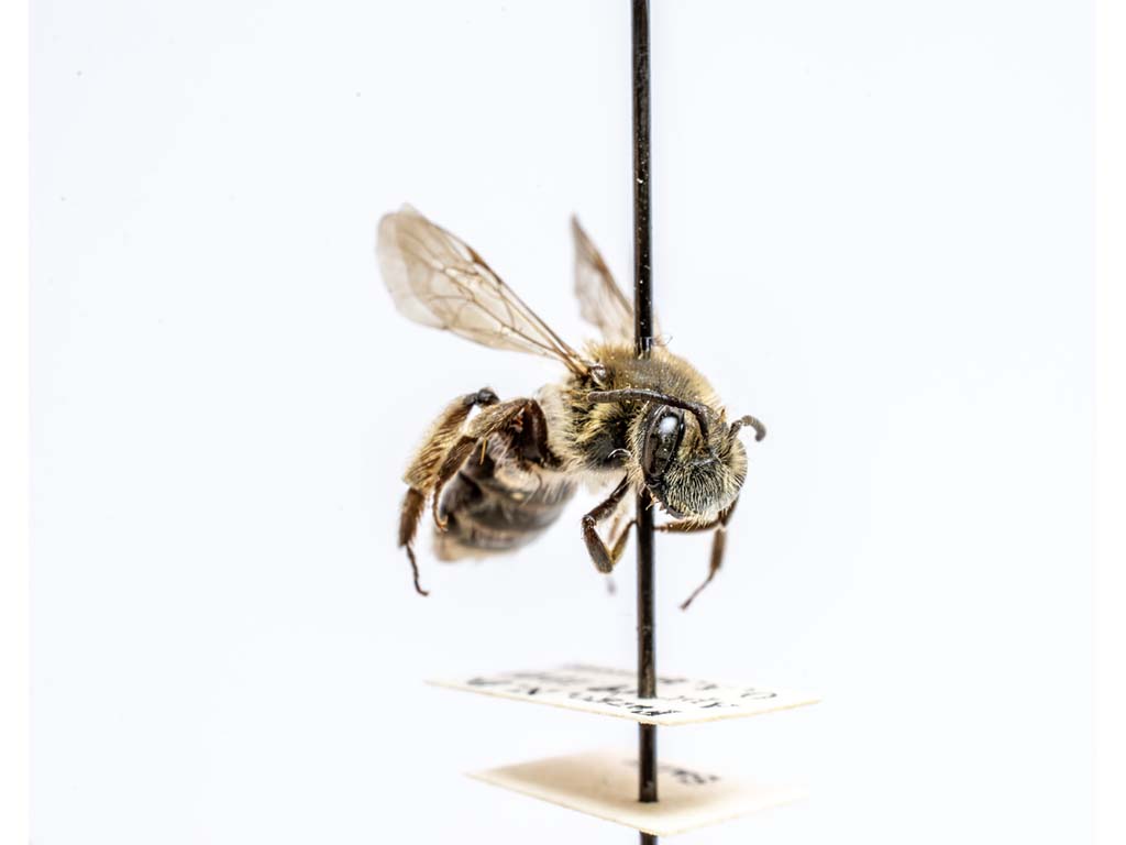 bee specimen
