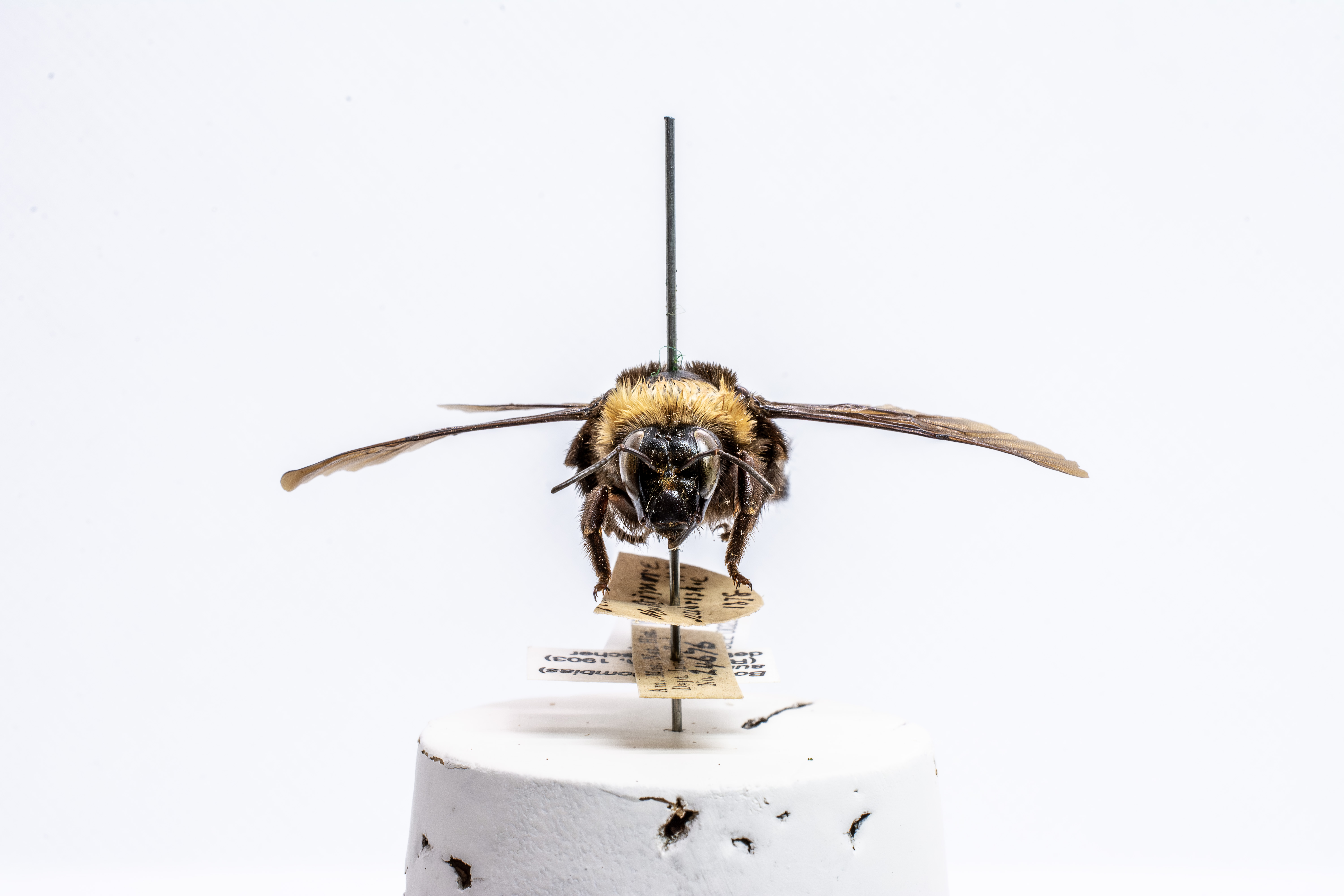 bee specimen