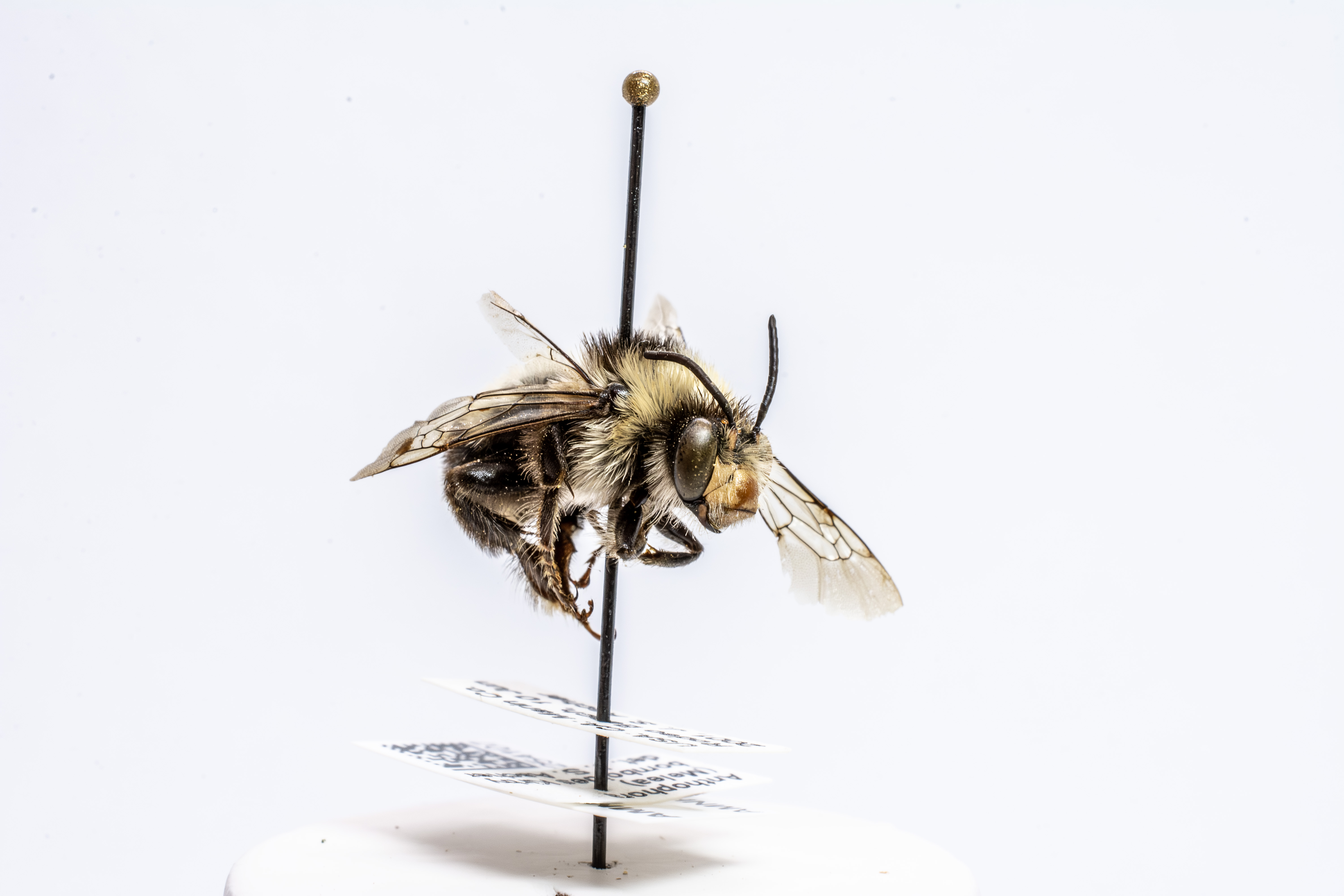 bee specimen