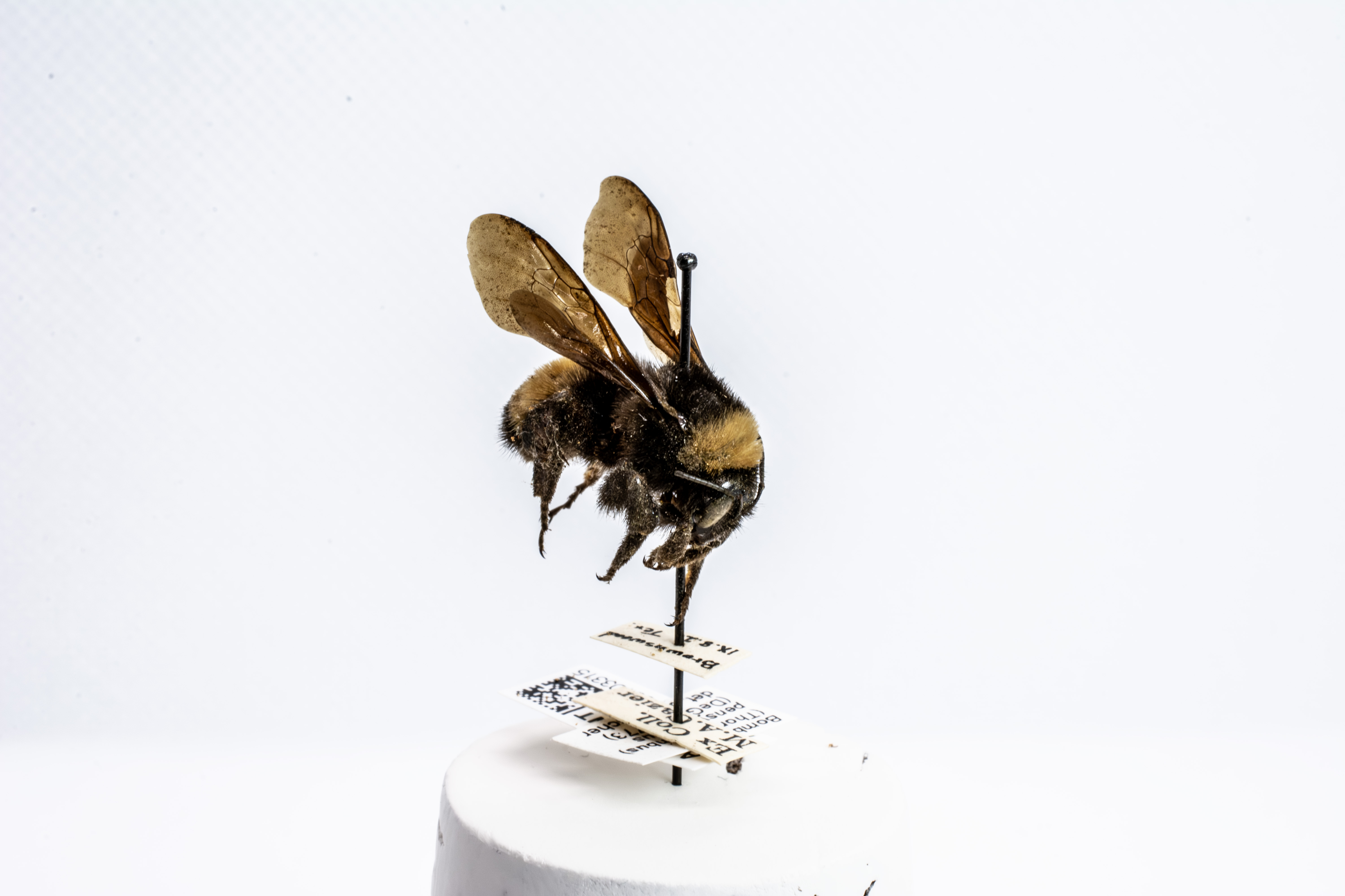 bee specimen
