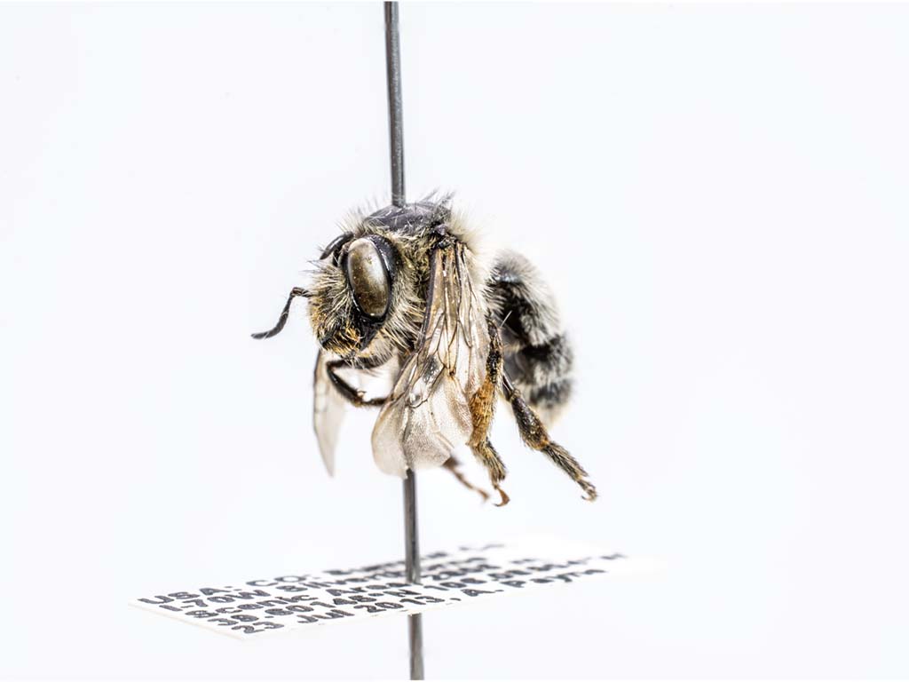 bee specimen