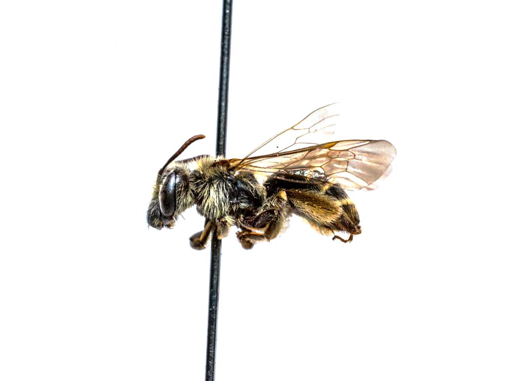 bee specimen